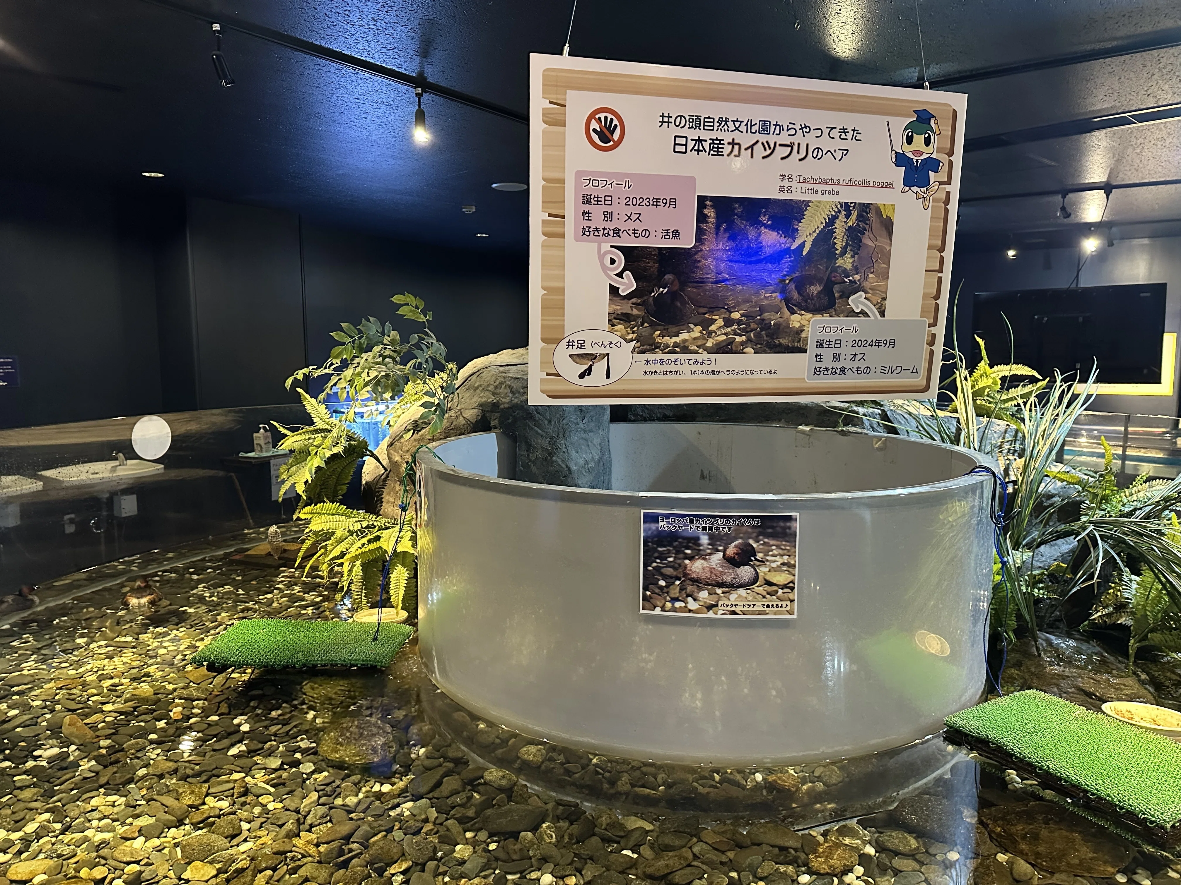 自然の川を観察できる！サケのふるさと千歳水族館｜のぞむ
