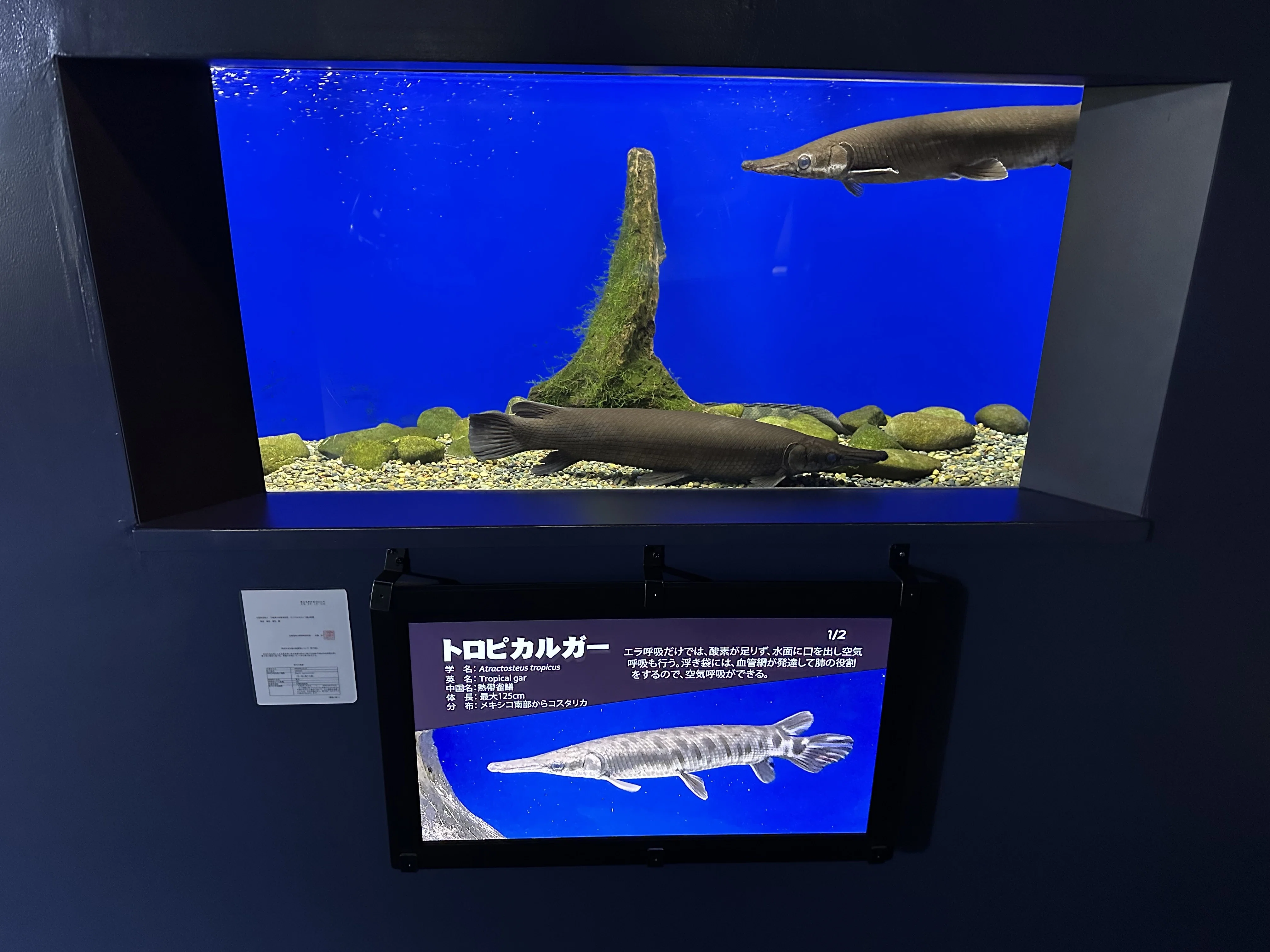 自然の川を観察できる！サケのふるさと千歳水族館｜のぞむ