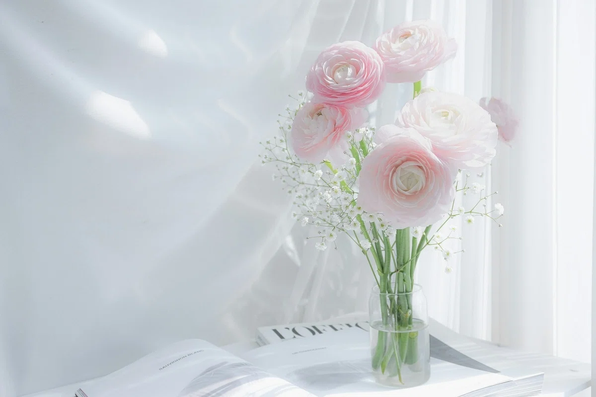 窓際に置かれた花瓶に挿された淡いピンクのラナンキュラスの花々が、白いレースのカーテン越しの光に輝いている写真