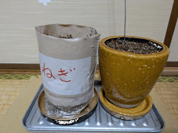 細ねぎの袋プランターと枝豆の植木鉢