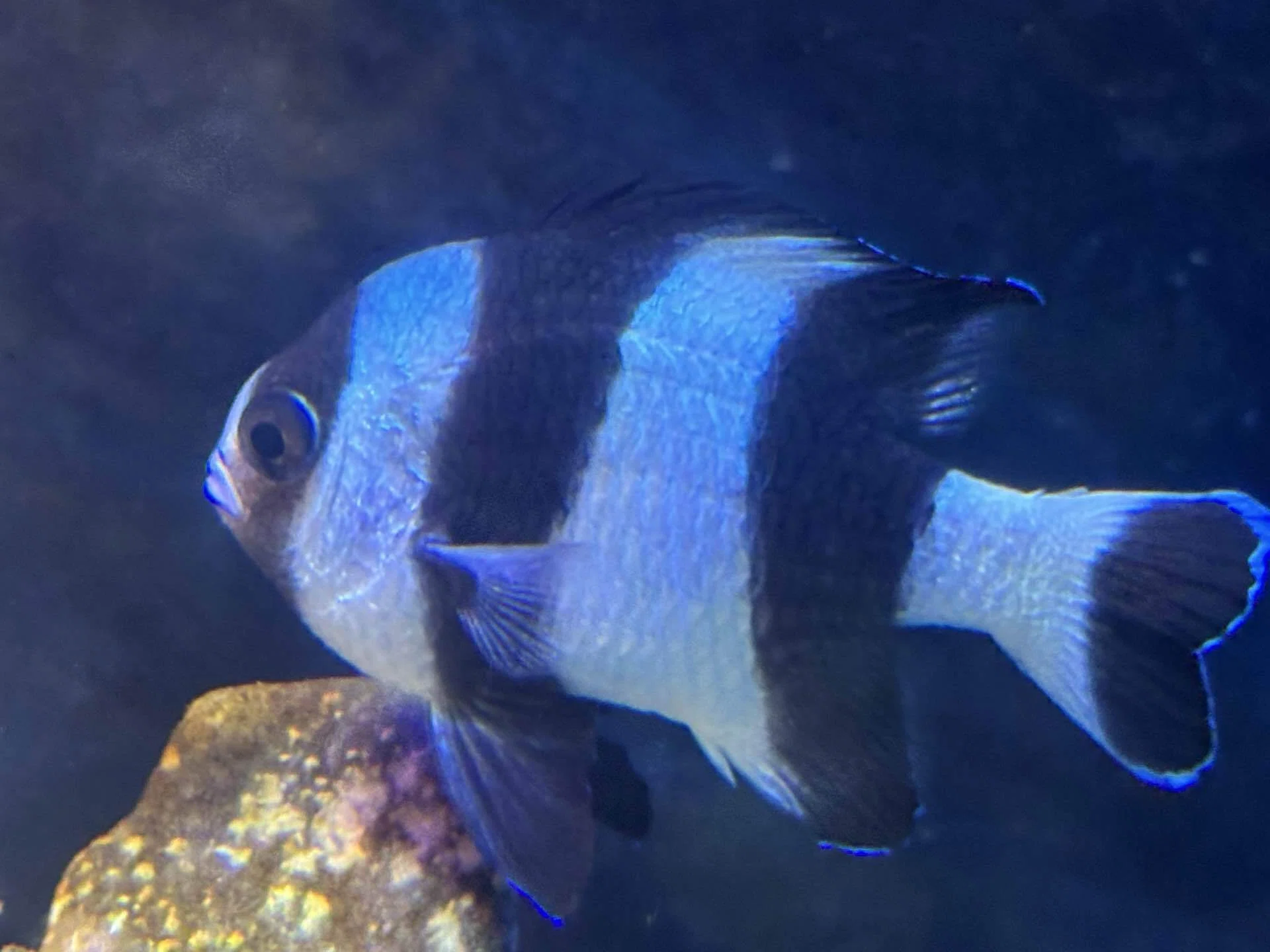 魚のしましま模様って、何？｜北里アクアリウムラボ