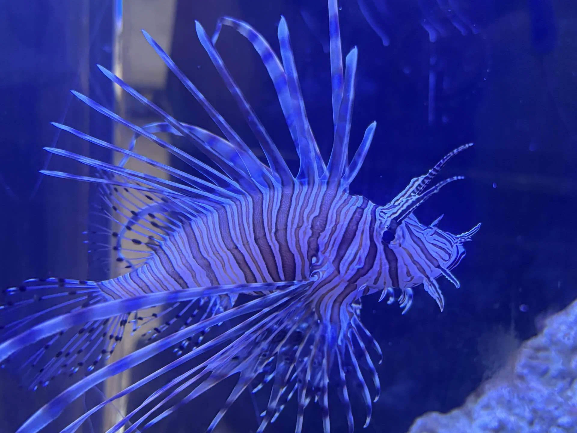 魚のしましま模様って、何？｜北里アクアリウムラボ
