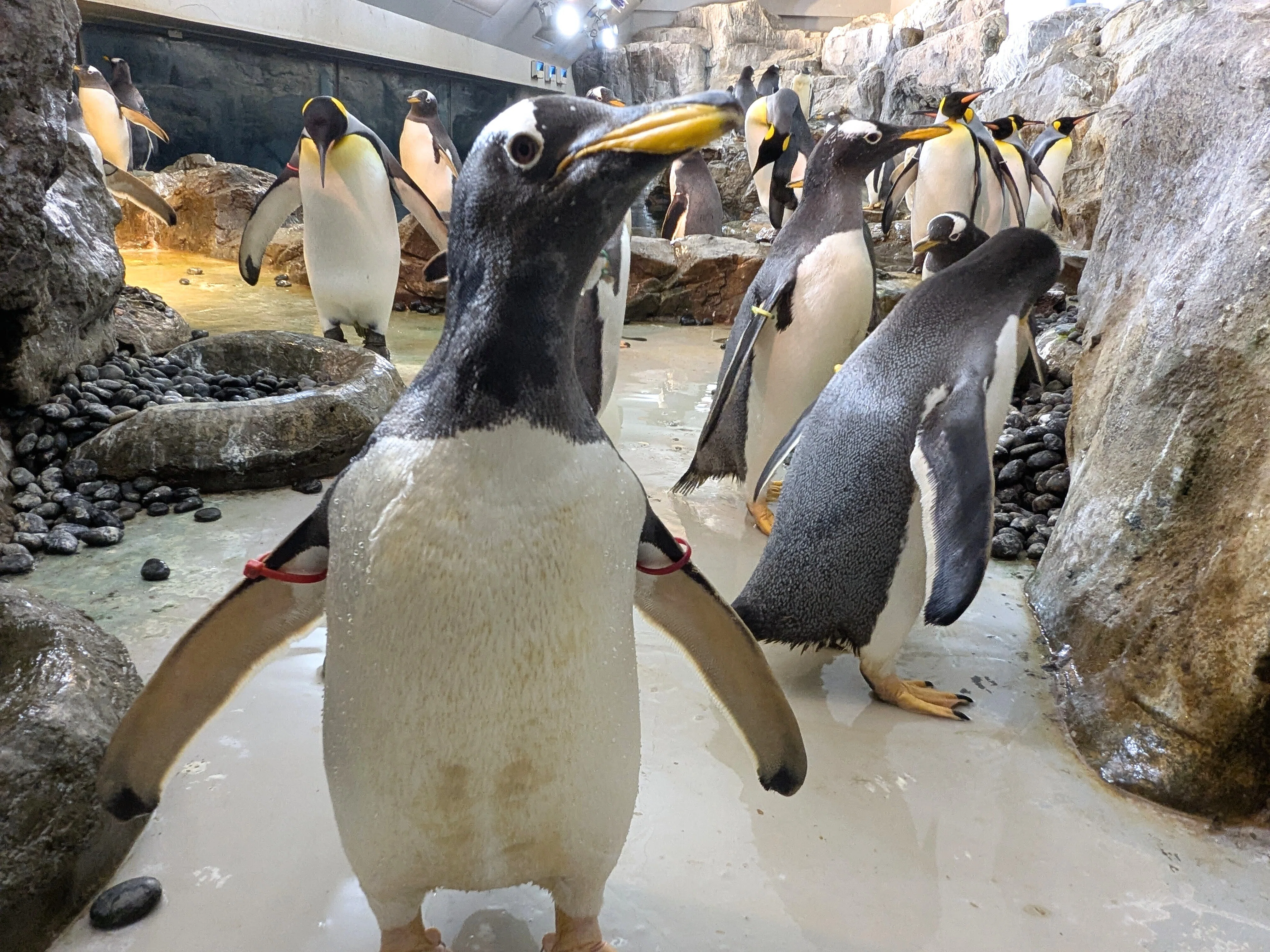 かわいいの手前にあったもの——ペンギンのバックヤードで見た仕事と進化