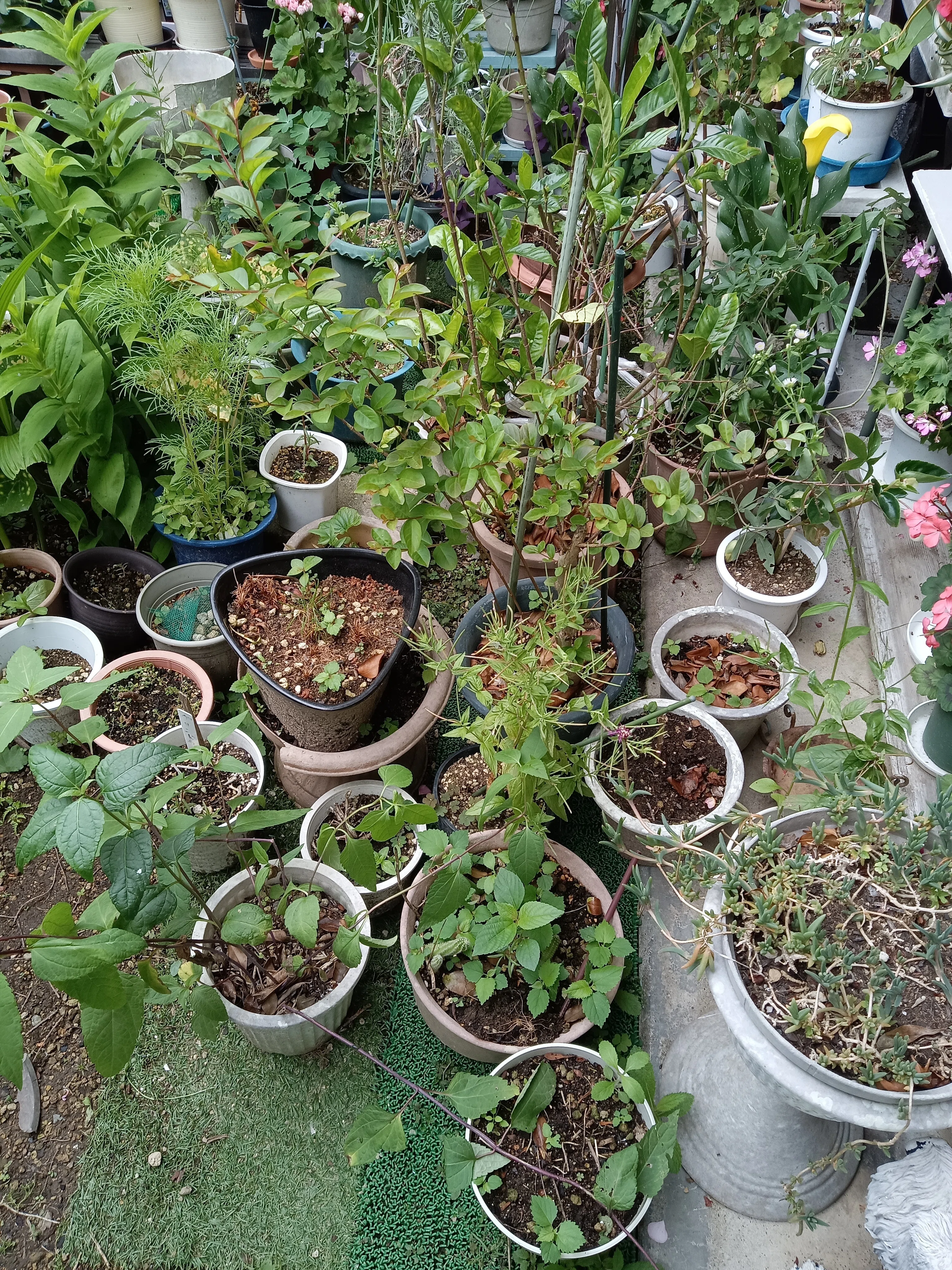 鉢植え、大移動。 終わりなき旅。|しらぬい 鉢植え、大移動。 終わりなき旅。|しらぬい