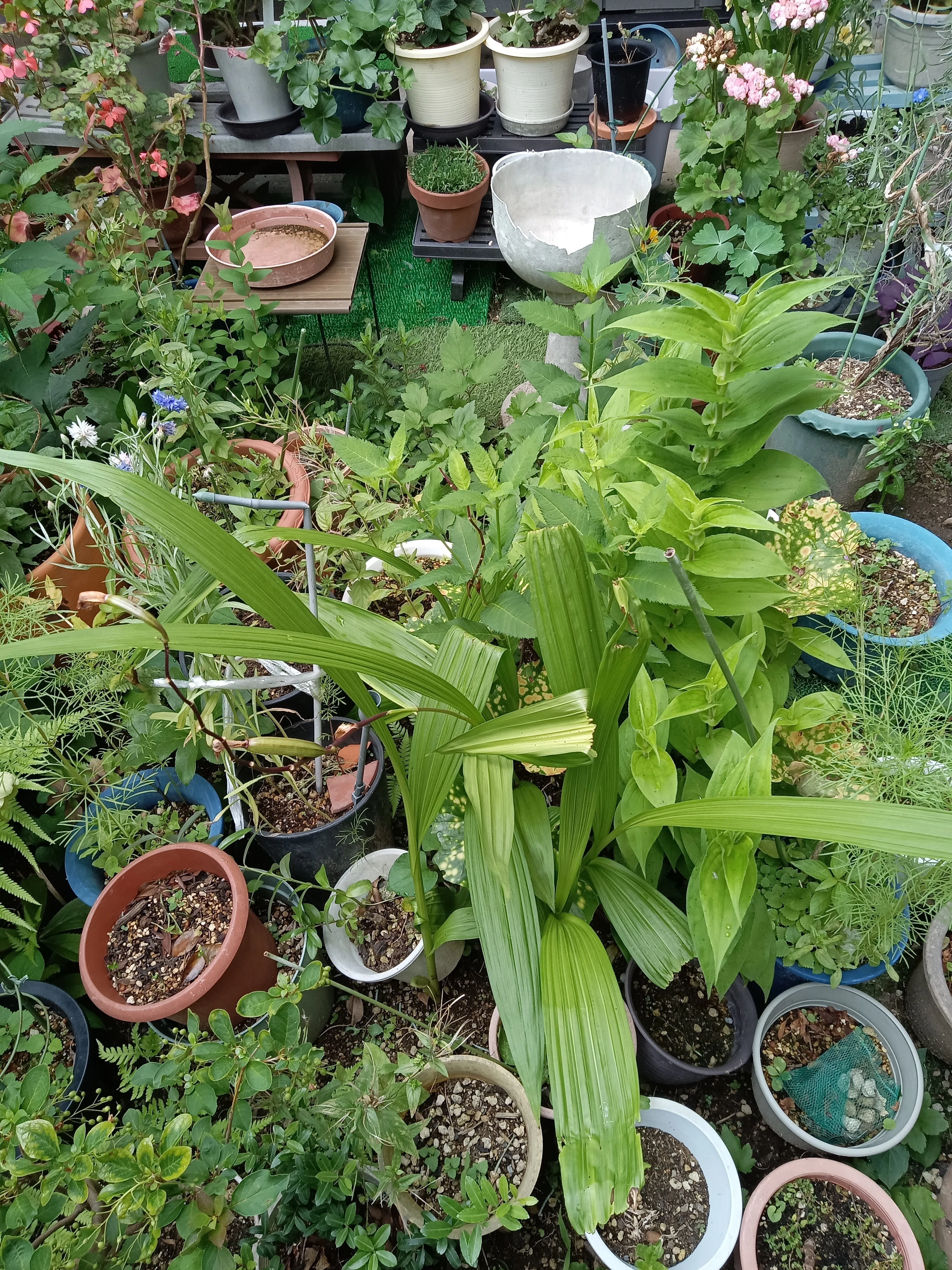 鉢植え、大移動。 終わりなき旅。｜しらぬい