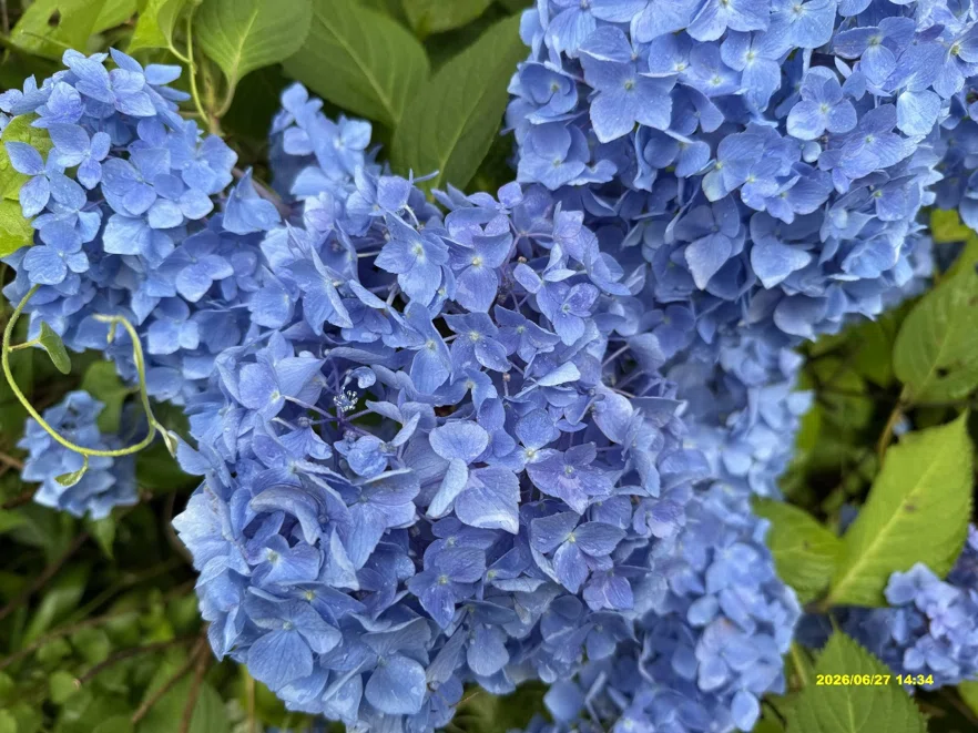 6月27日(土)紫陽花(あじさい)の頃！！｜中島紀于