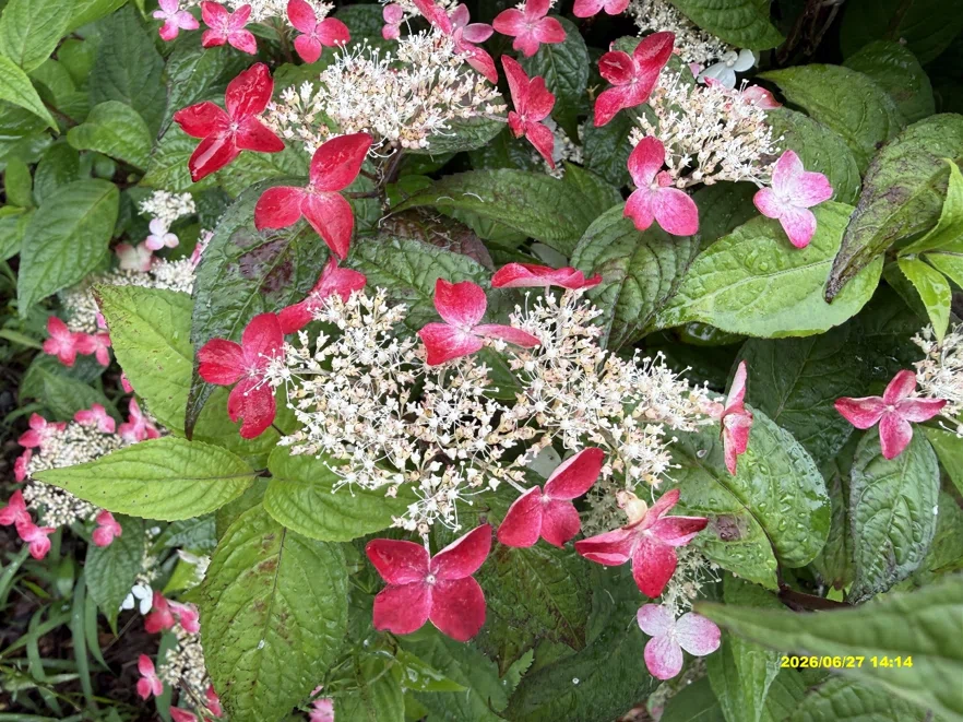 紫陽花 6月27日(土)紫陽花(あじさい)の頃！！｜中島紀于