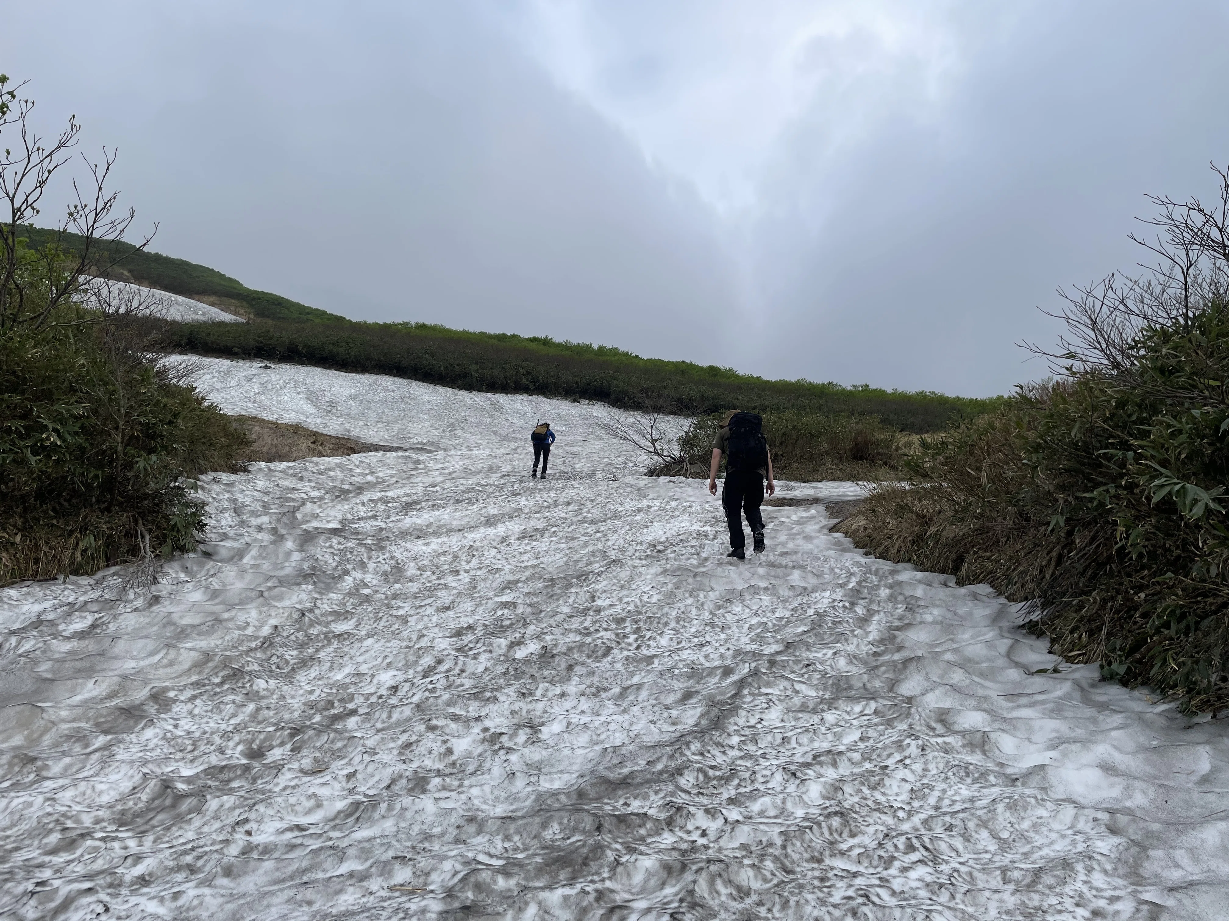 残雪と高山植物満開・月山｜ニシノトシコ