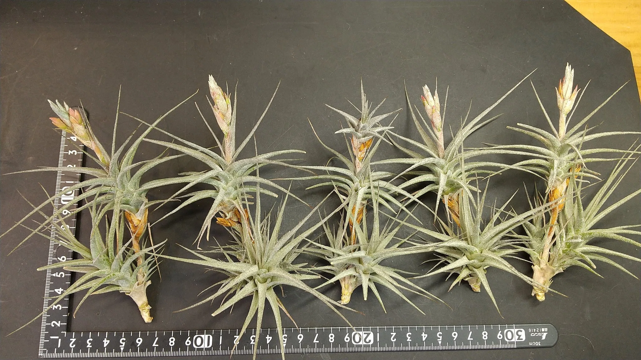 チランジア入荷リスト6/23｜NatureGarden🌿神田