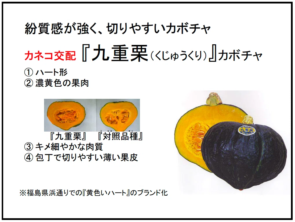 八百屋塾レポート】 勉強品目：かぼちゃ（2026/6/21開催）｜八百屋塾