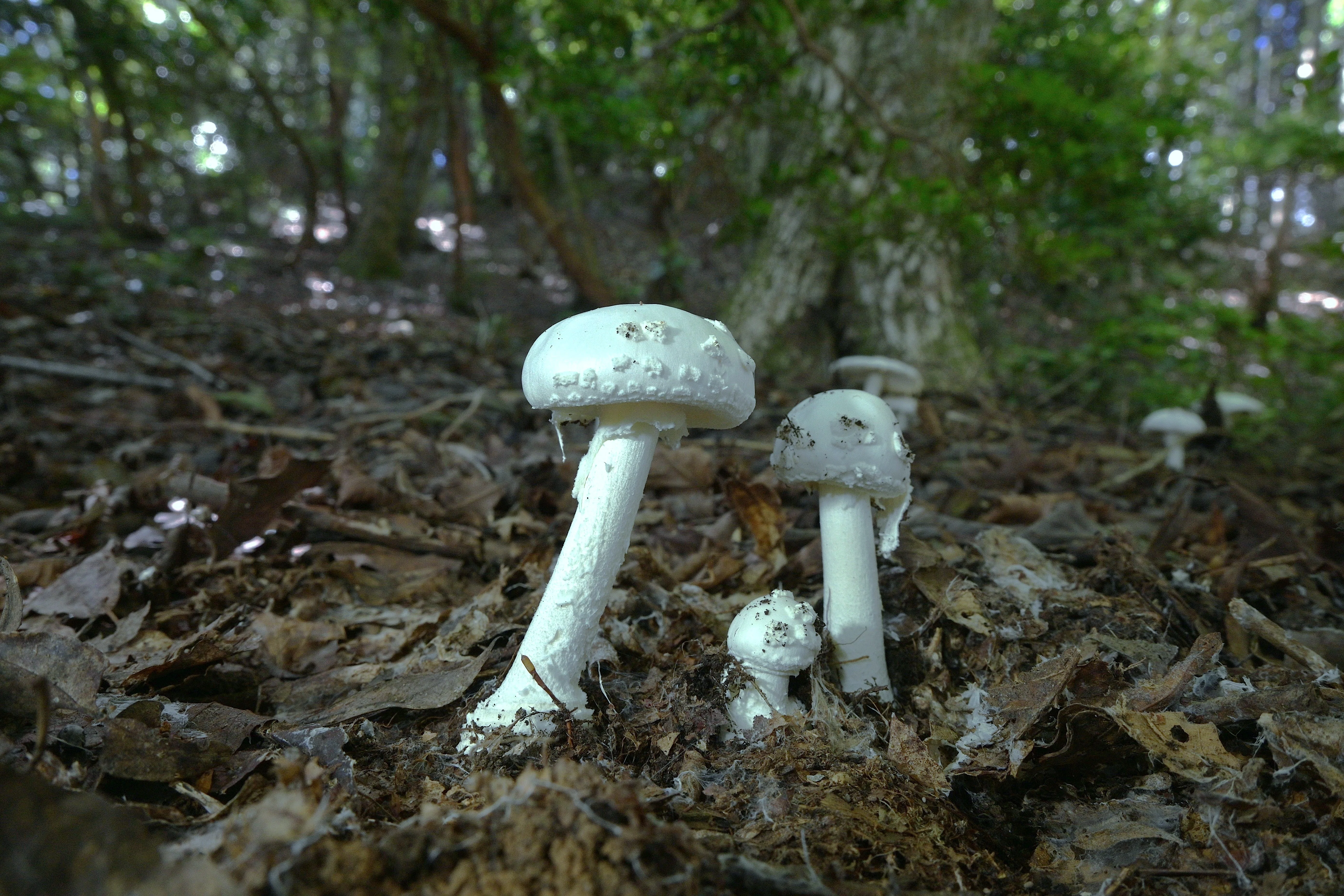 テングタケ(Amanita)の仲間を見分けよう｜ゆたし