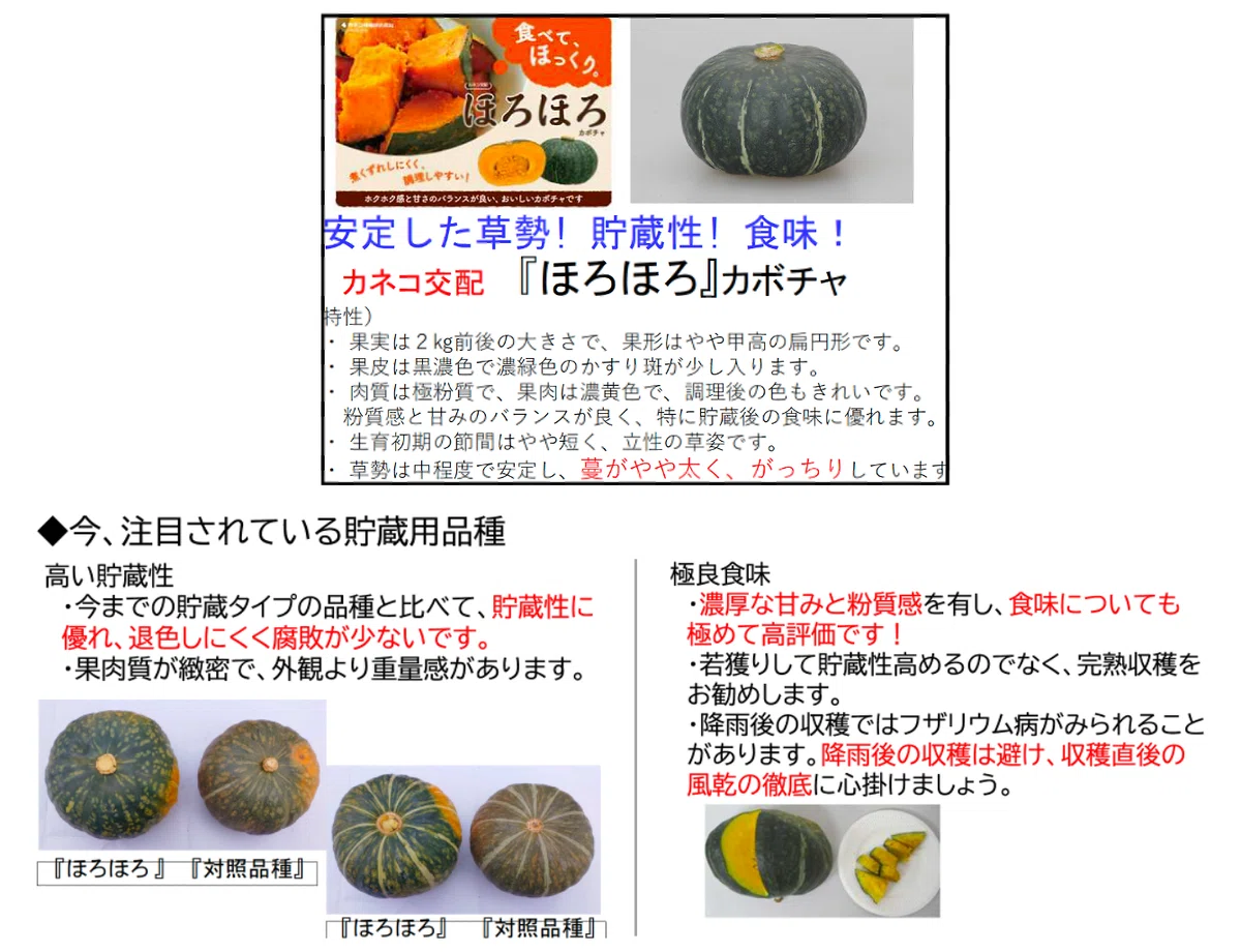 八百屋塾レポート】 勉強品目：かぼちゃ（2026/6/21開催）｜八百屋塾