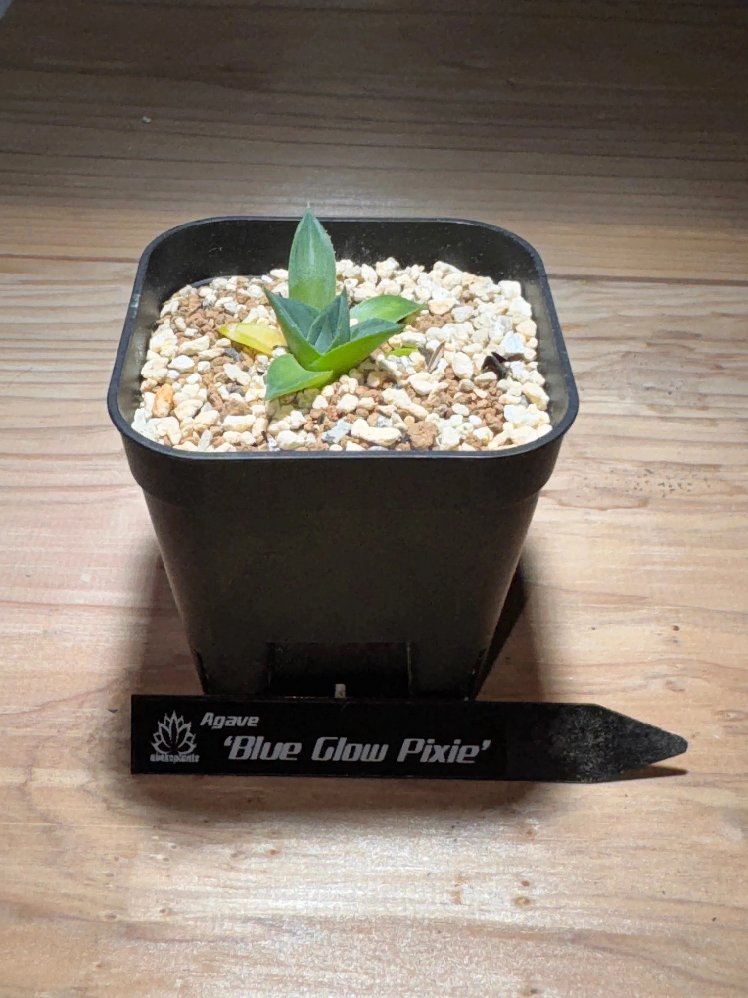 No.23 我が家の植物紹介「アガベ Blue Glow Pixie」｜マキ爬虫類飼育部屋