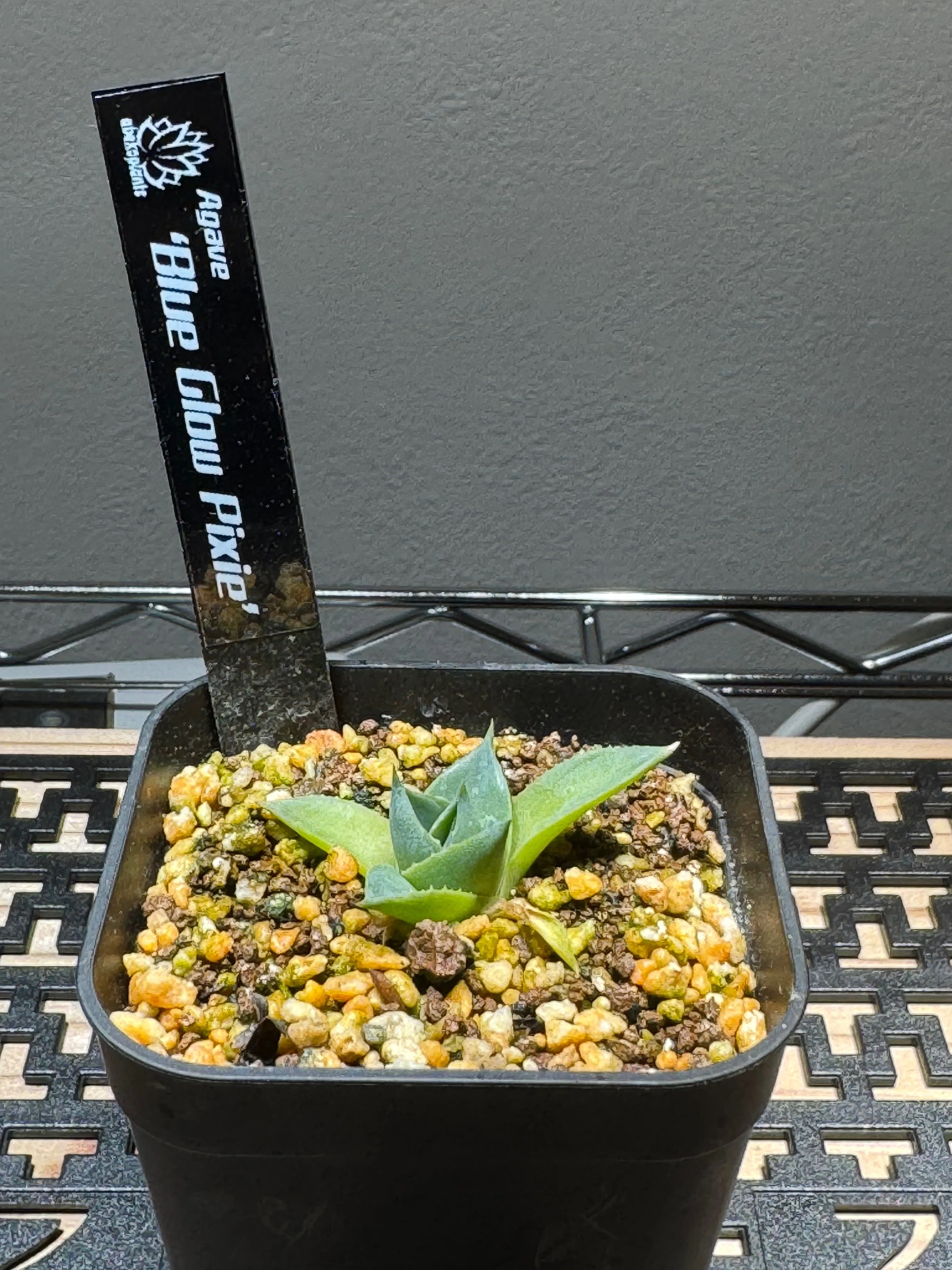 No.23 我が家の植物紹介「アガベ Blue Glow Pixie」｜マキ爬虫類飼育部屋