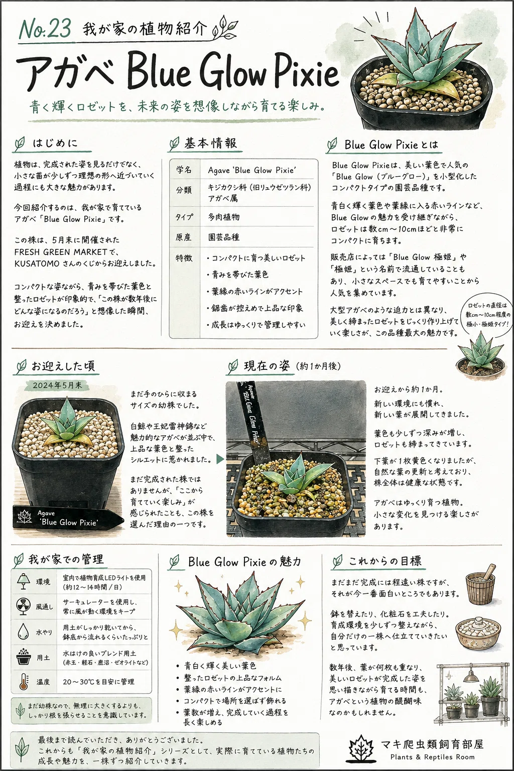 No.23 我が家の植物紹介「アガベ Blue Glow Pixie」｜マキ爬虫類飼育部屋