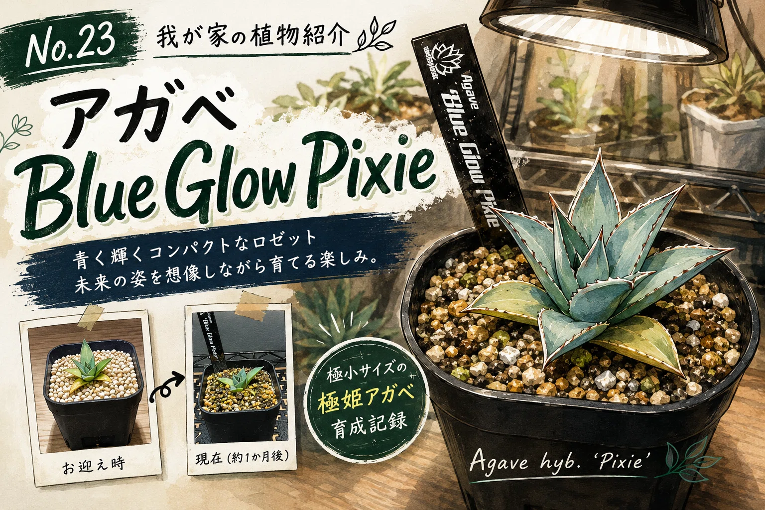 No.23 我が家の植物紹介「アガベ Blue Glow Pixie」｜マキ爬虫類飼育部屋