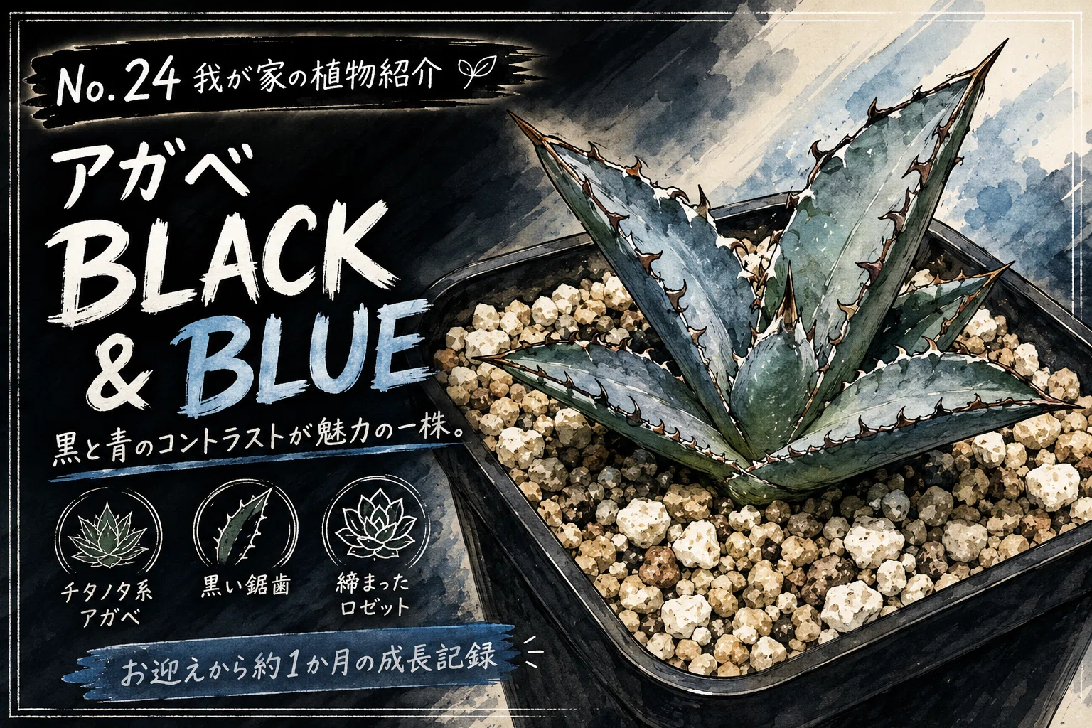 No. 24 Introducing My Plants: Agave 'BLACK & BLUE'｜マキ爬虫類飼育部屋