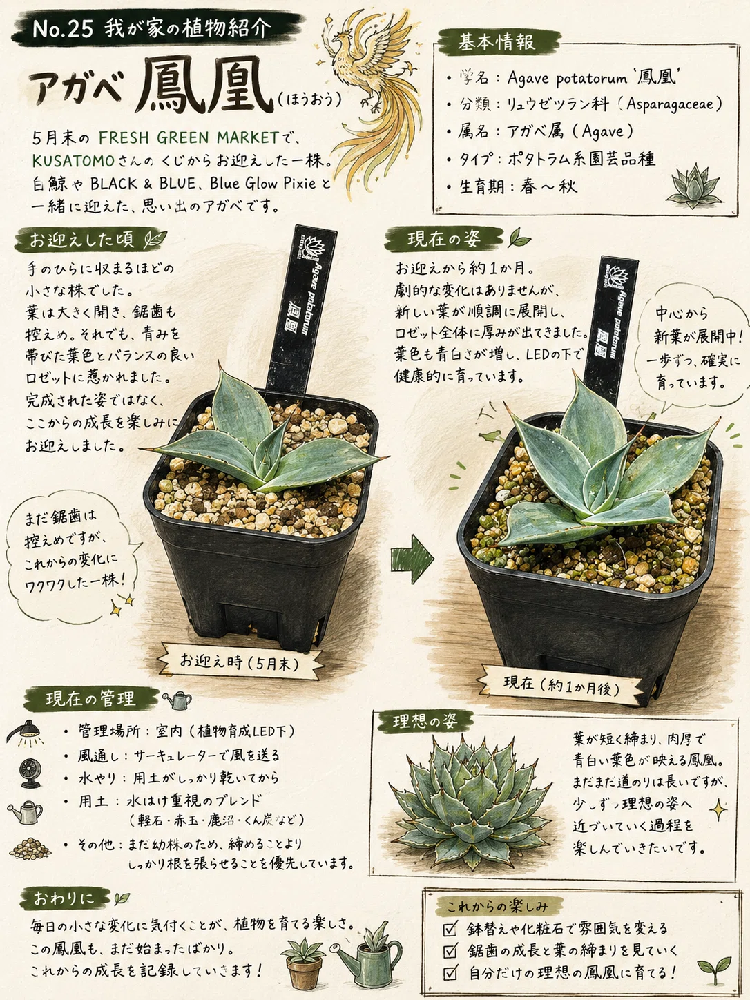 No.25 我が家の植物紹介「アガベ鳳凰」｜マキ爬虫類飼育部屋