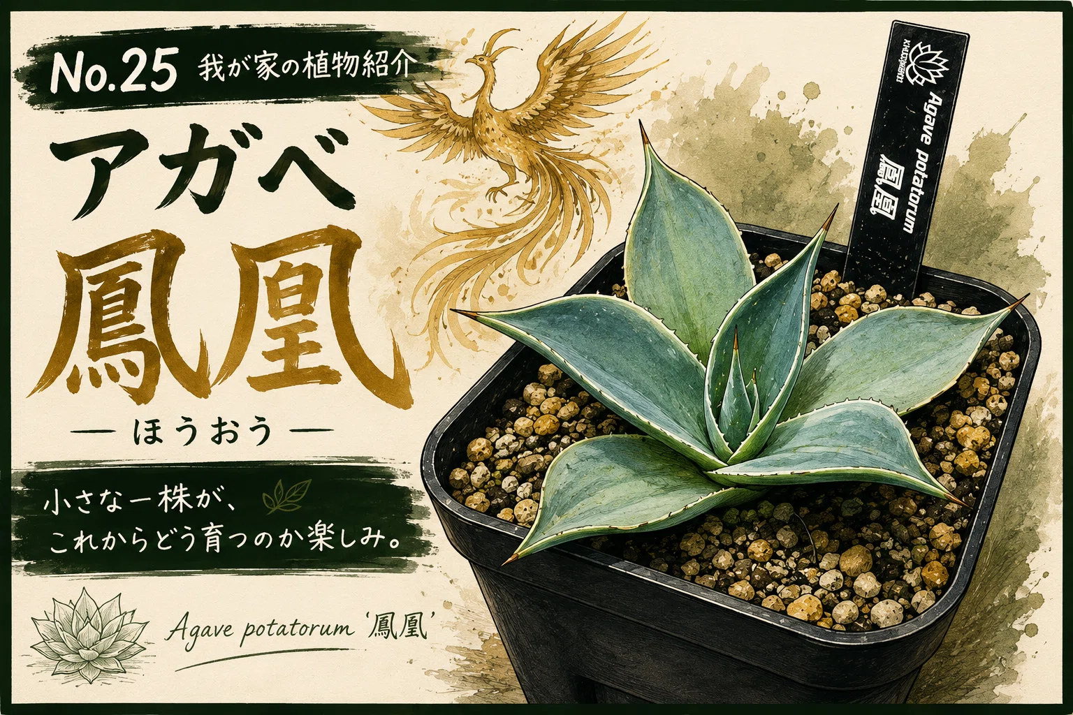 No.25 我が家の植物紹介「アガベ鳳凰」｜マキ爬虫類飼育部屋