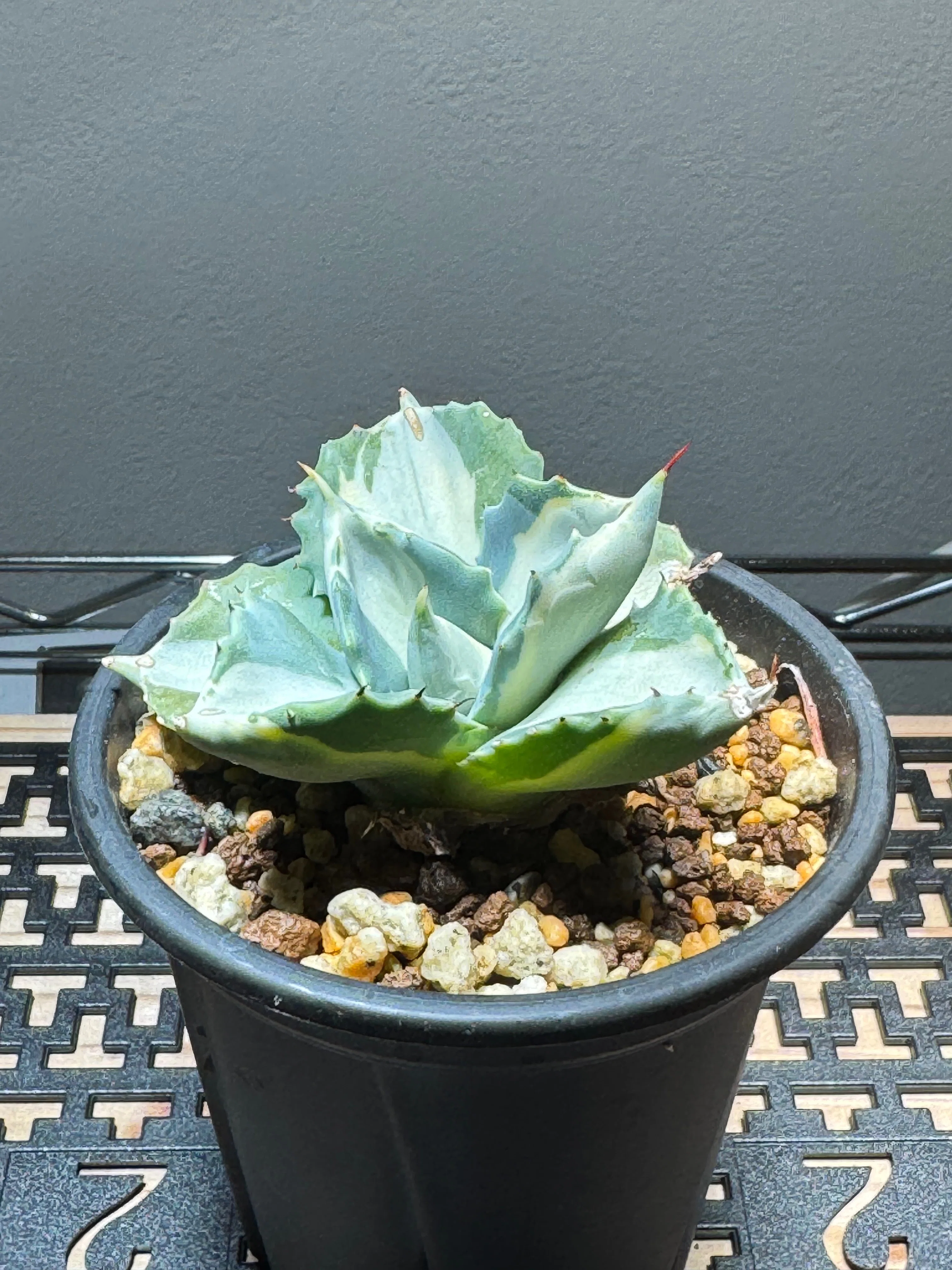 No.26 我が家の植物紹介「アガベ 王妃雷神錦（白中斑）」｜マキ爬虫類