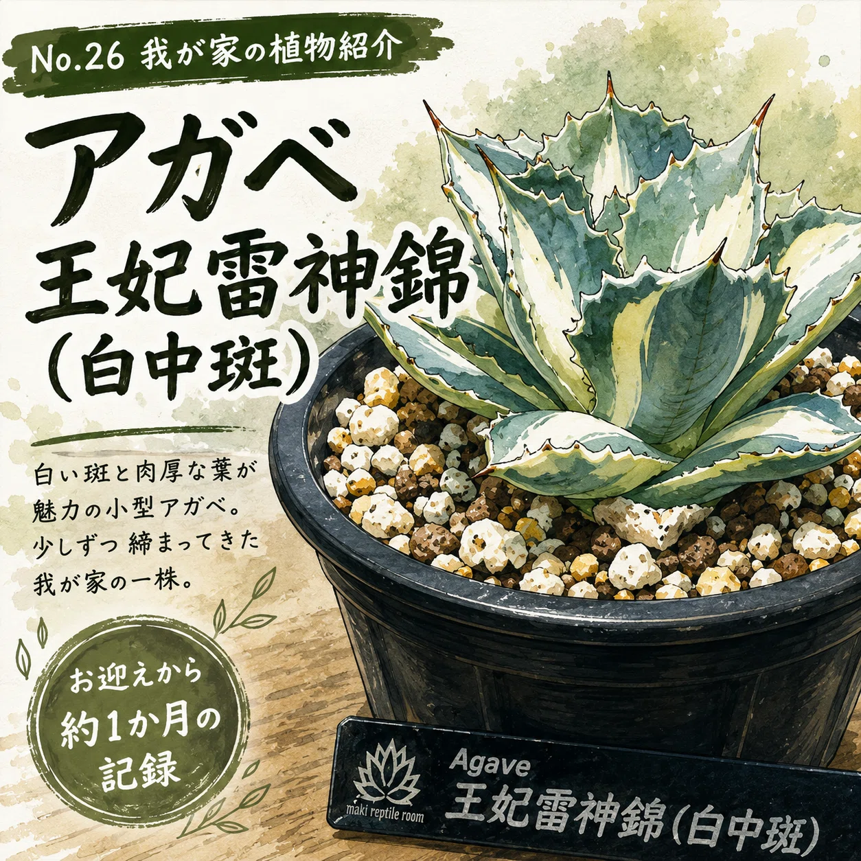 No.26 我が家の植物紹介「アガベ 王妃雷神錦（白中斑）」｜マキ爬虫類