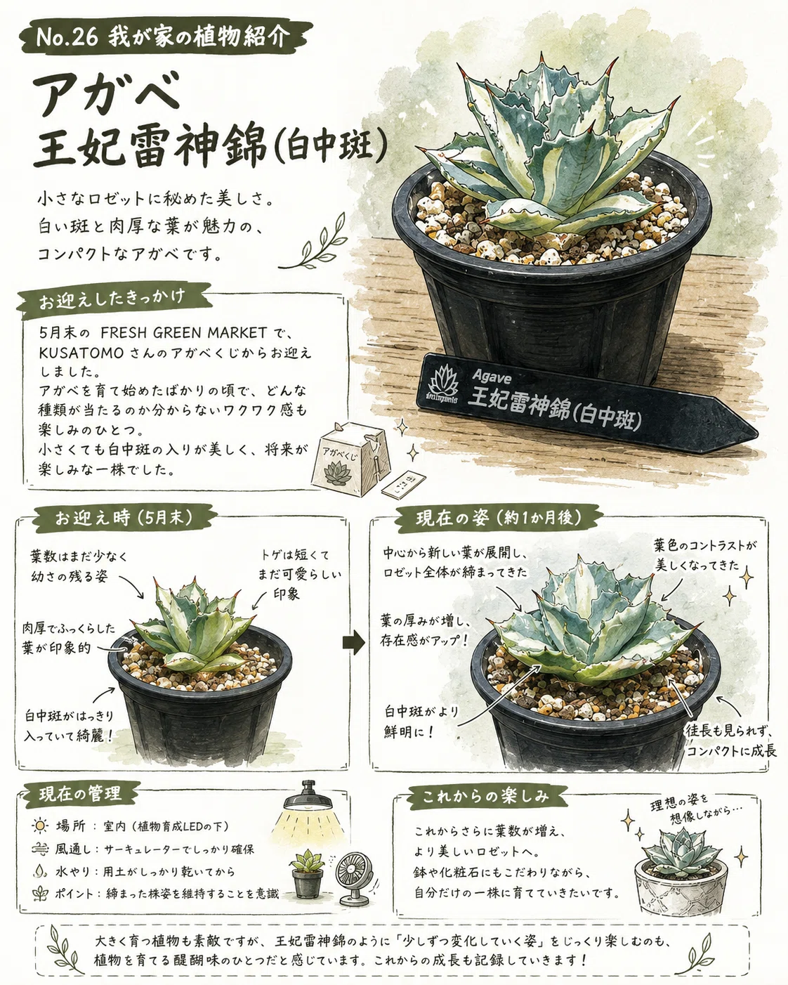No.26 我が家の植物紹介「アガベ 王妃雷神錦（白中斑）」｜マキ爬虫類
