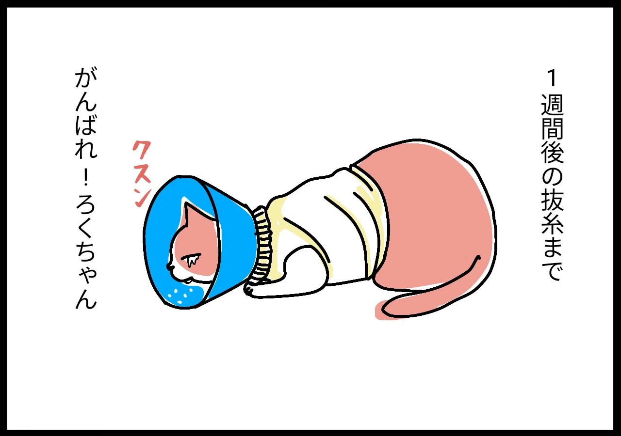 猫マンガ】またできた｜くるコト(K807)
