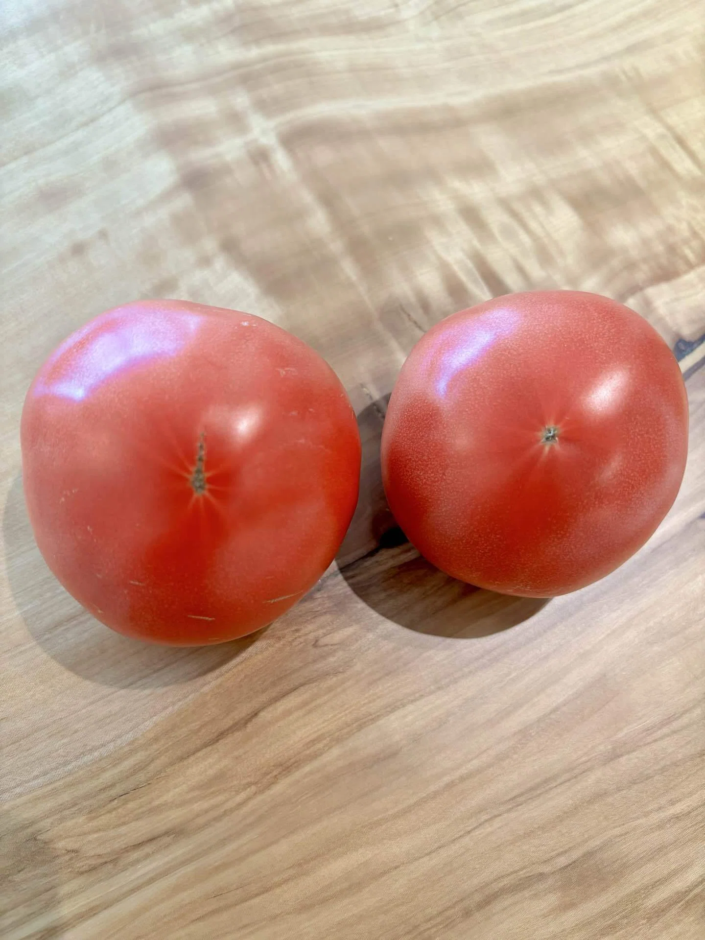 Large Tomato Success?｜ミク