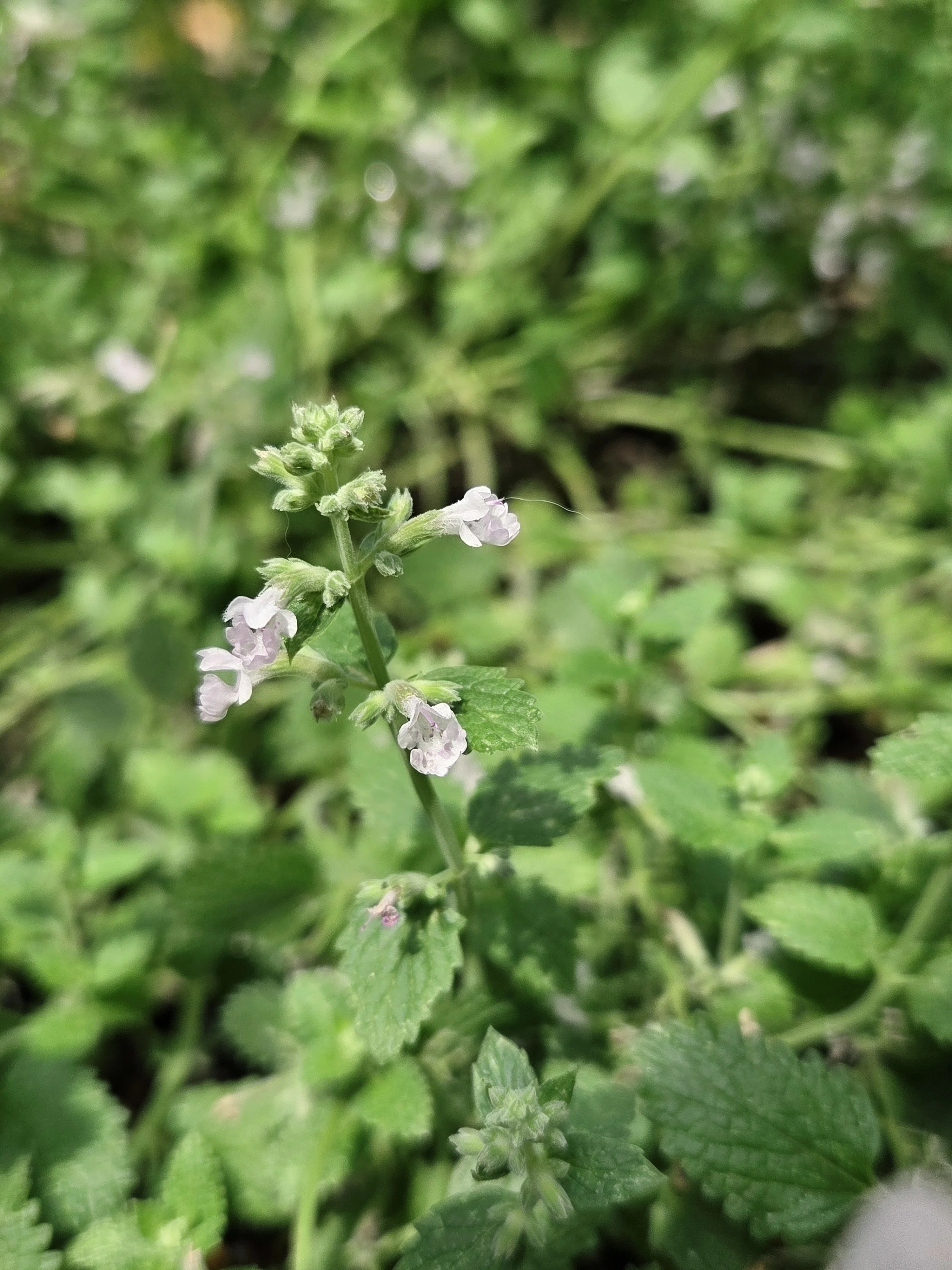 キャットミント様 猫さまはキャットミントがお好き｜Kagaya.plants