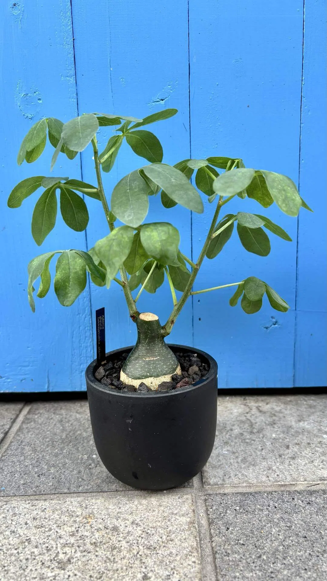 アデニア|グラウカ|トトロ｜cova 塊根植物に沼った美容師の独り言
