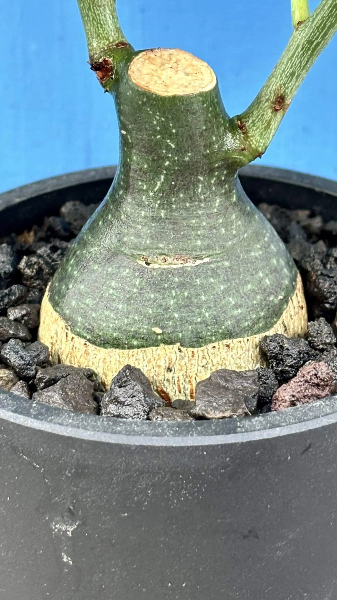 アデニア|グラウカ|トトロ｜cova 塊根植物に沼った美容師の独り言