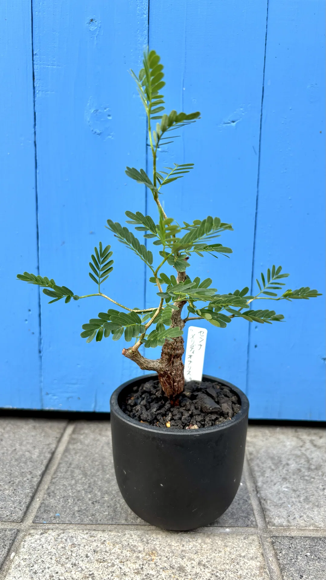 塊根植物　センナ　メリデオナリス センナ|メリディオナリス| 羽状複葉｜cova 塊根植物に沼った美容師の独り言