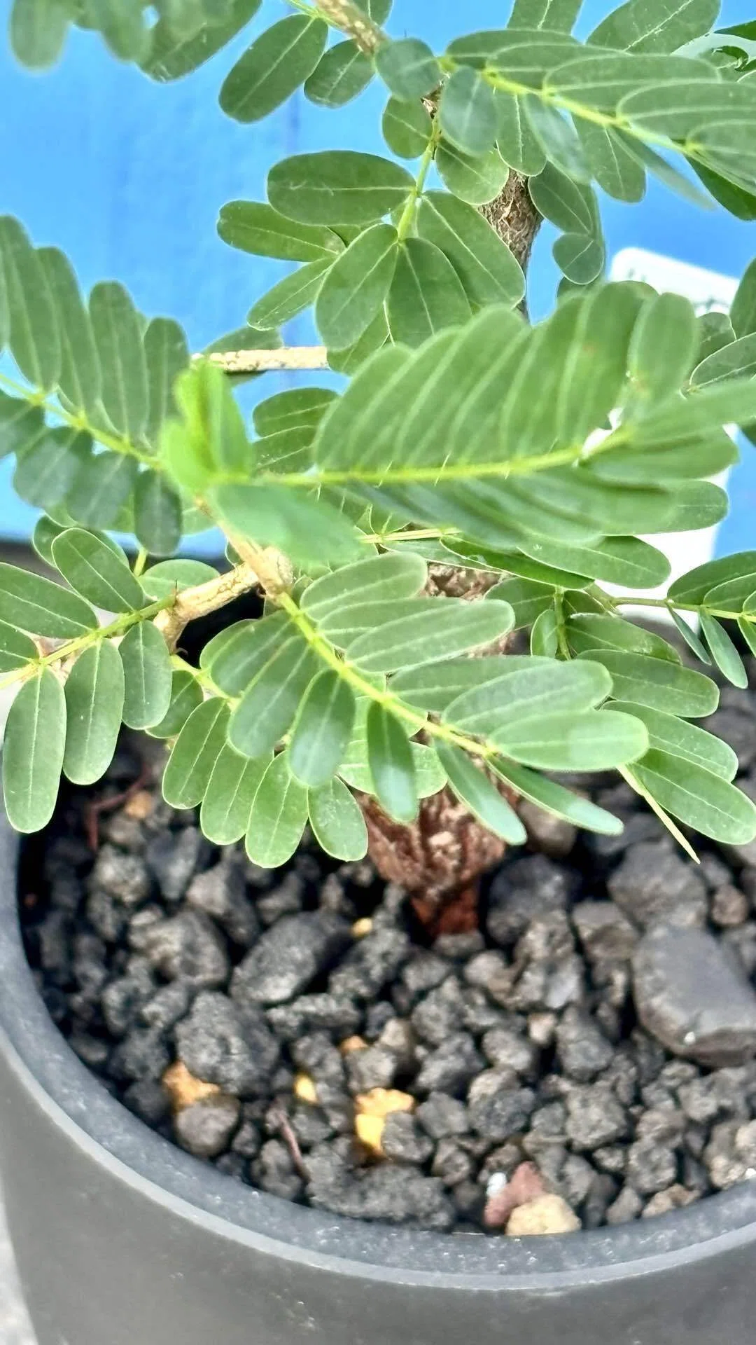 センナ|メリディオナリス| 羽状複葉｜cova 塊根植物に沼った美容師の独り言