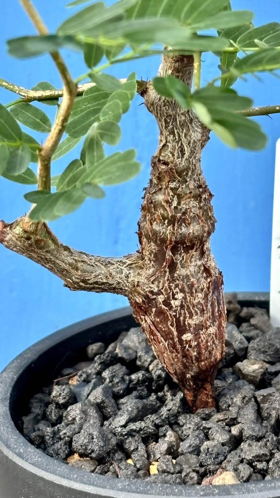 センナ|メリディオナリス| 羽状複葉｜cova 塊根植物に沼った美容師の独り言