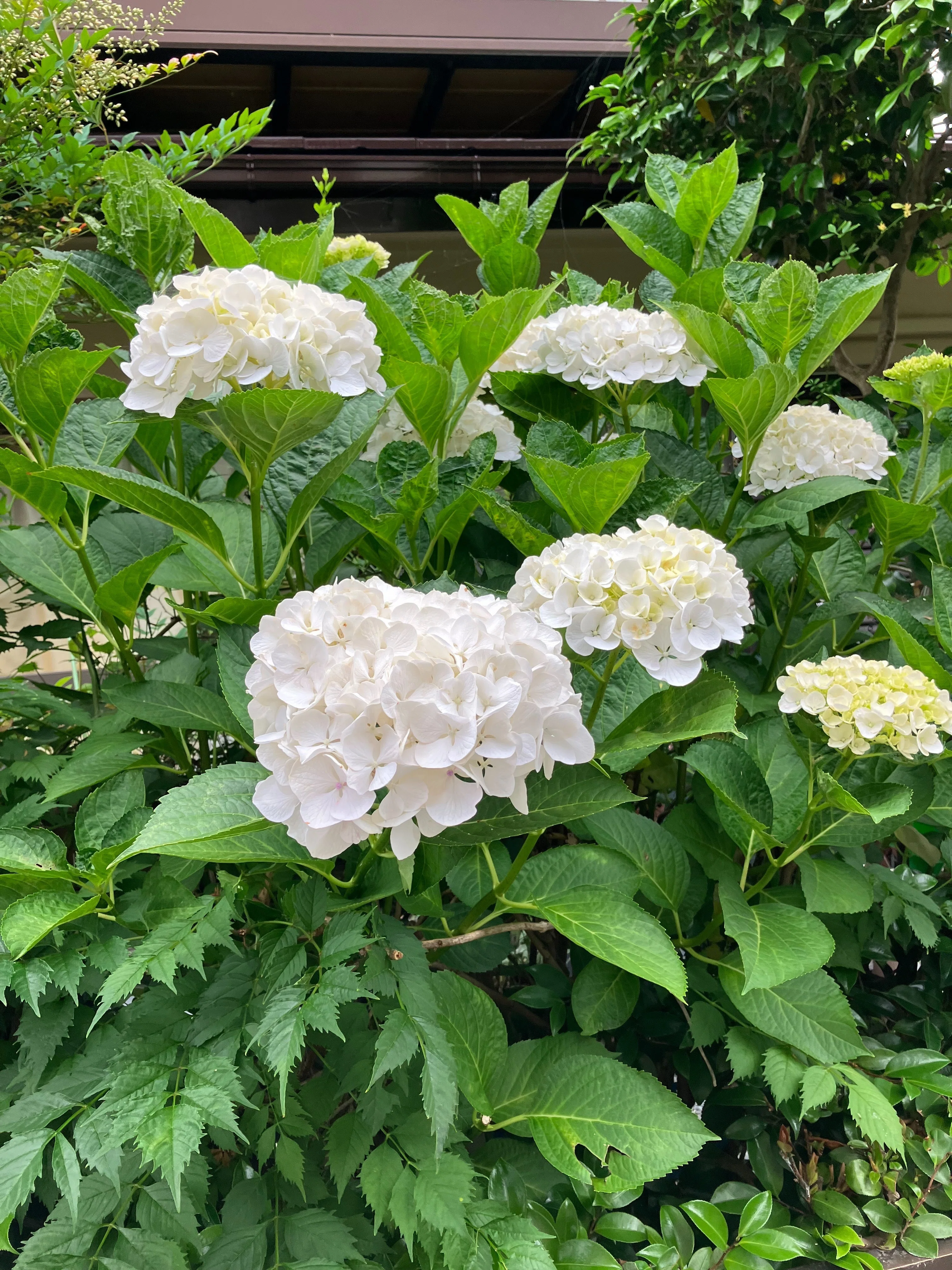 白紫陽花｜楠岡