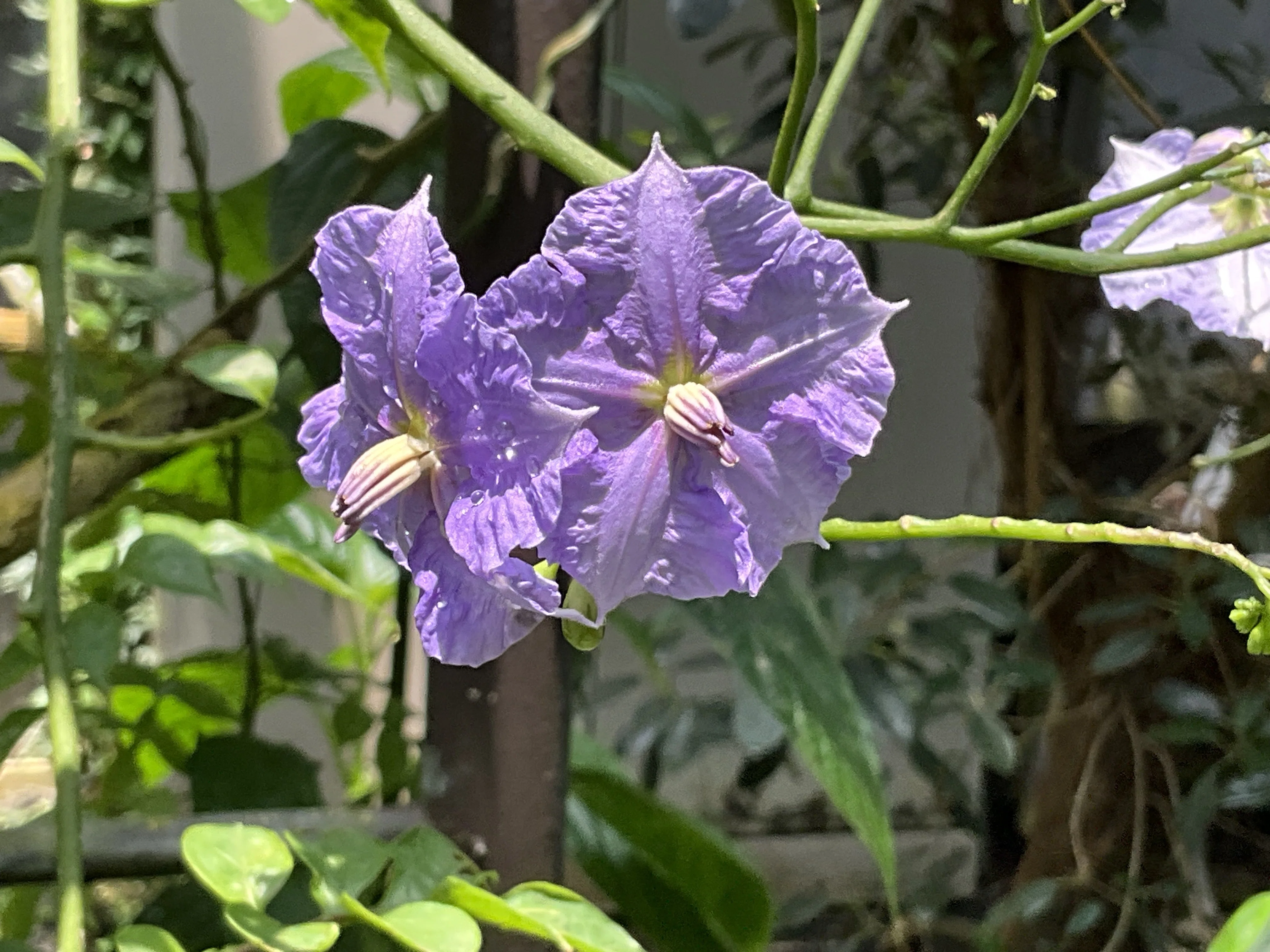 ソラヌム・ヴェンドランディー（京都府立植物園）：2026年7月14日（火