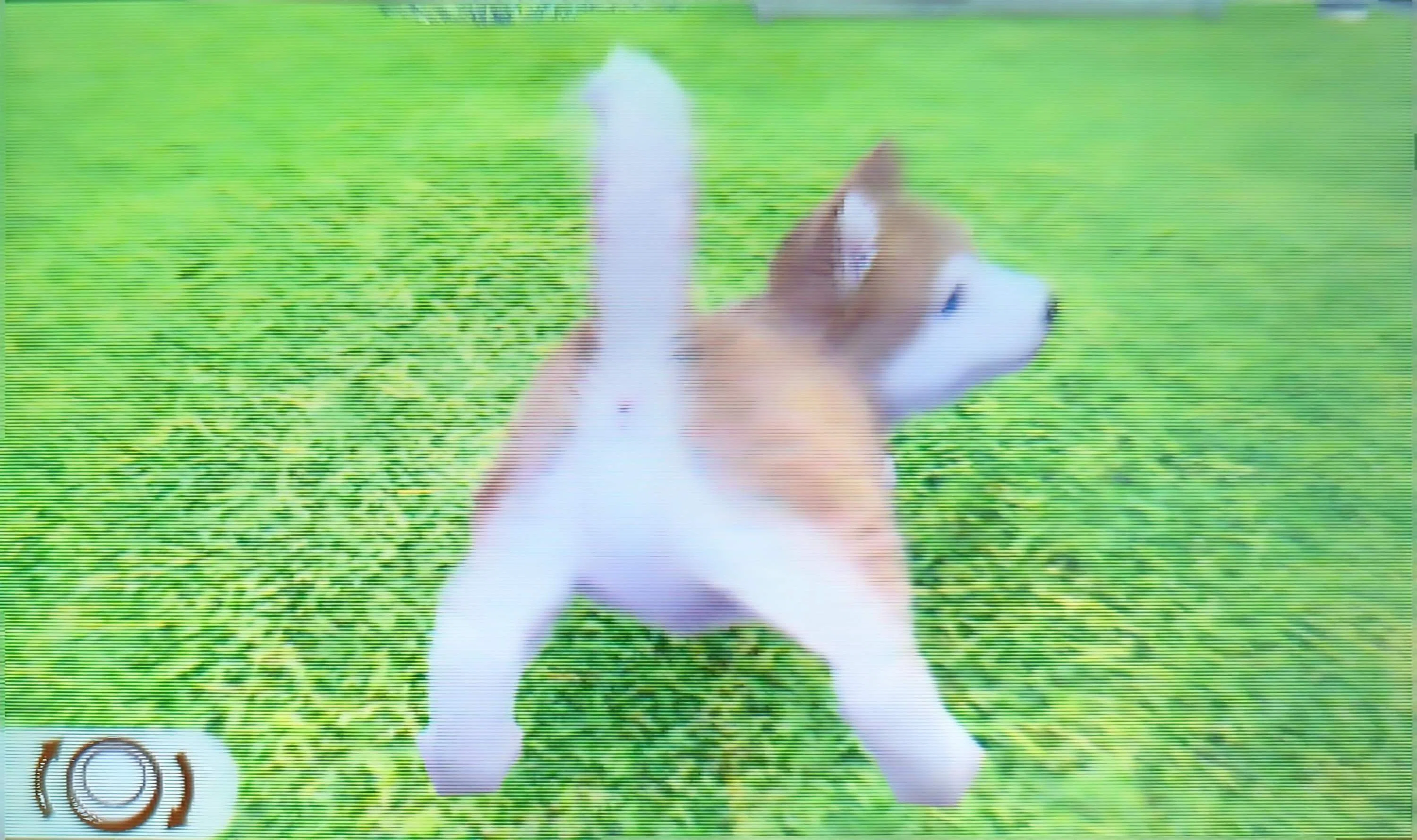 電子ーヌ飼い始めた｜Toto