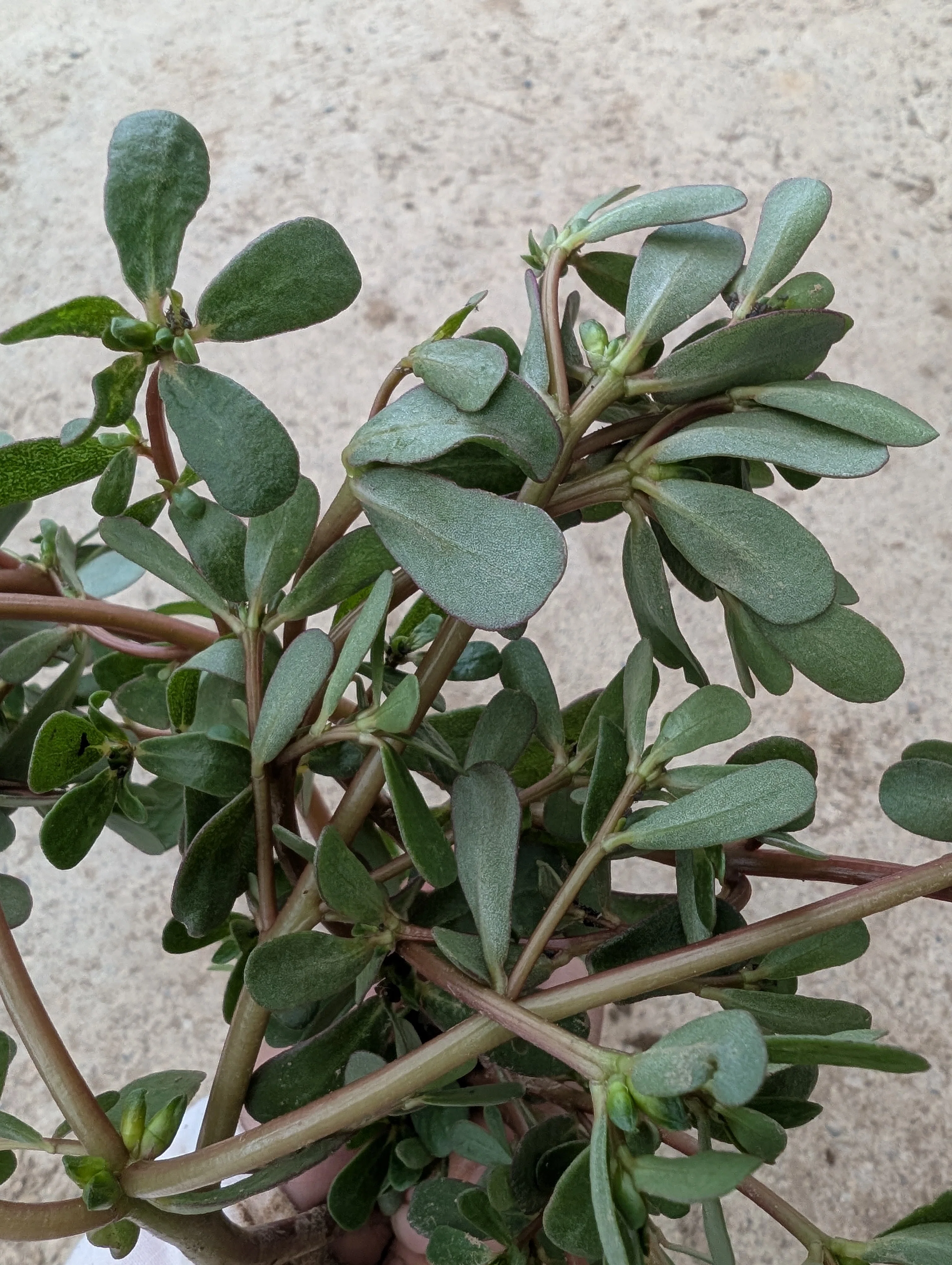 畑で見つけたスベリヒユ。食べてみたら意外な発見がありました｜sanayo