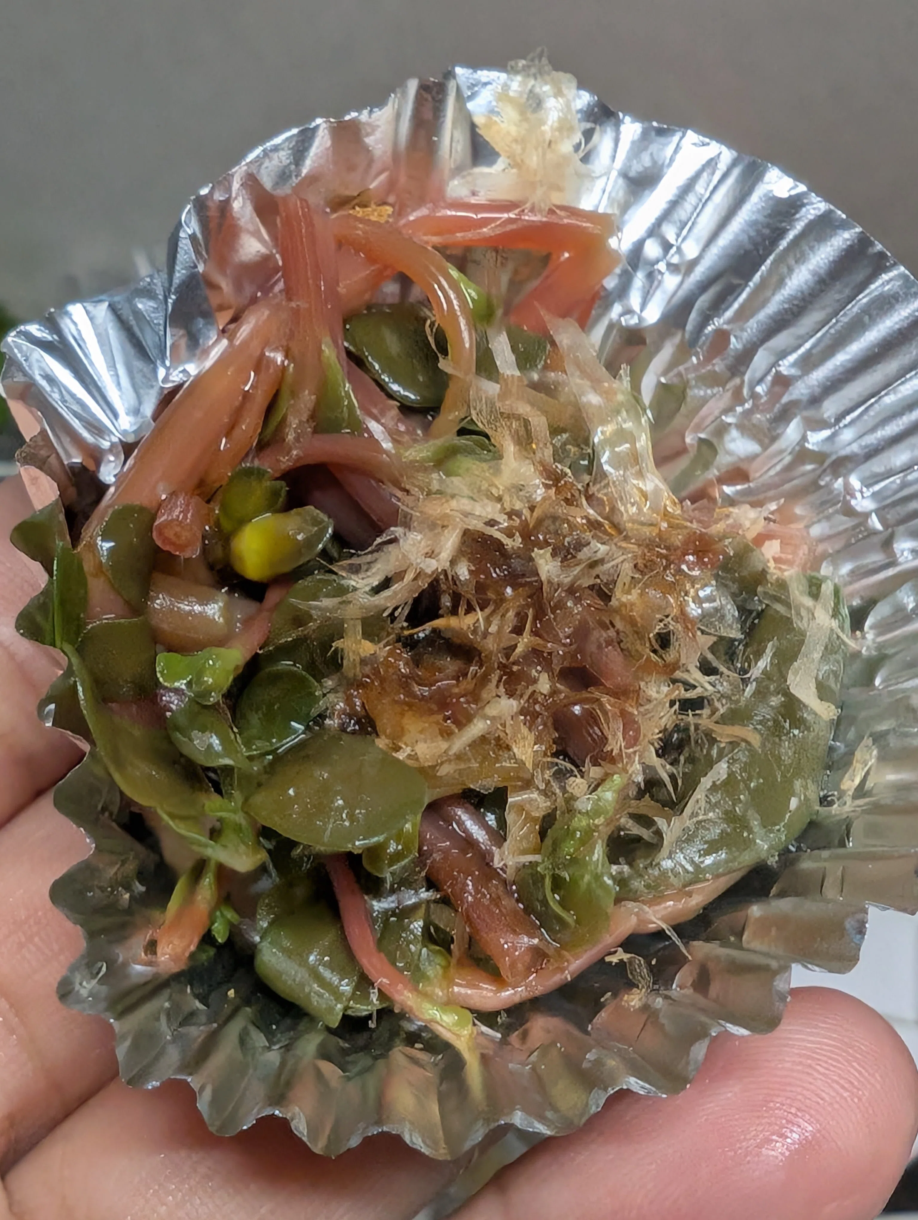 畑で見つけたスベリヒユ。食べてみたら意外な発見がありました｜sanayo