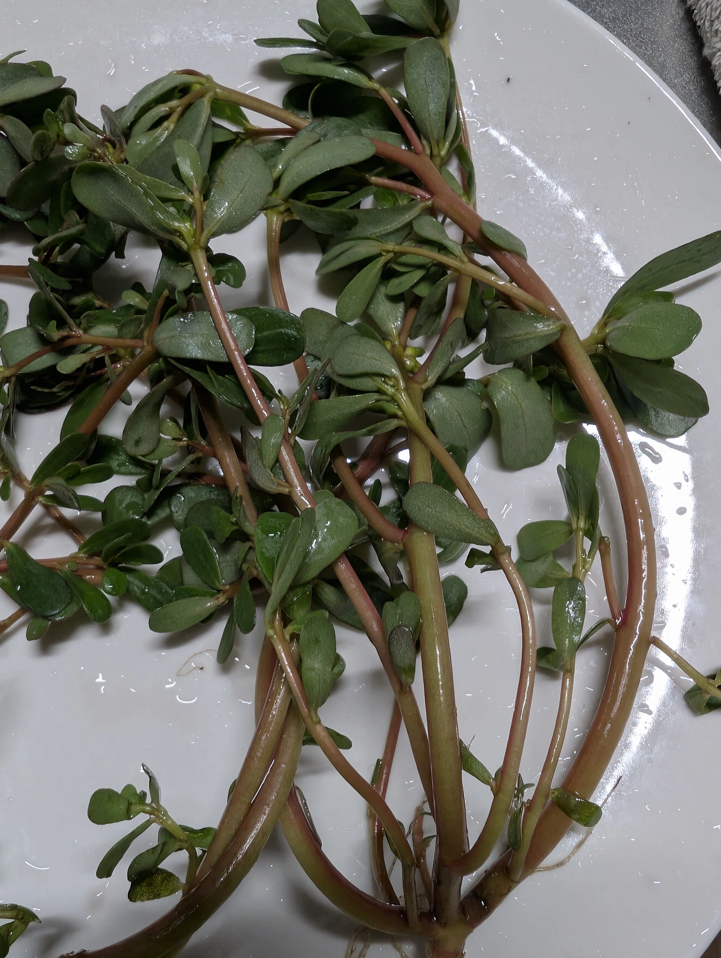 畑で見つけたスベリヒユ。食べてみたら意外な発見がありました｜sanayo