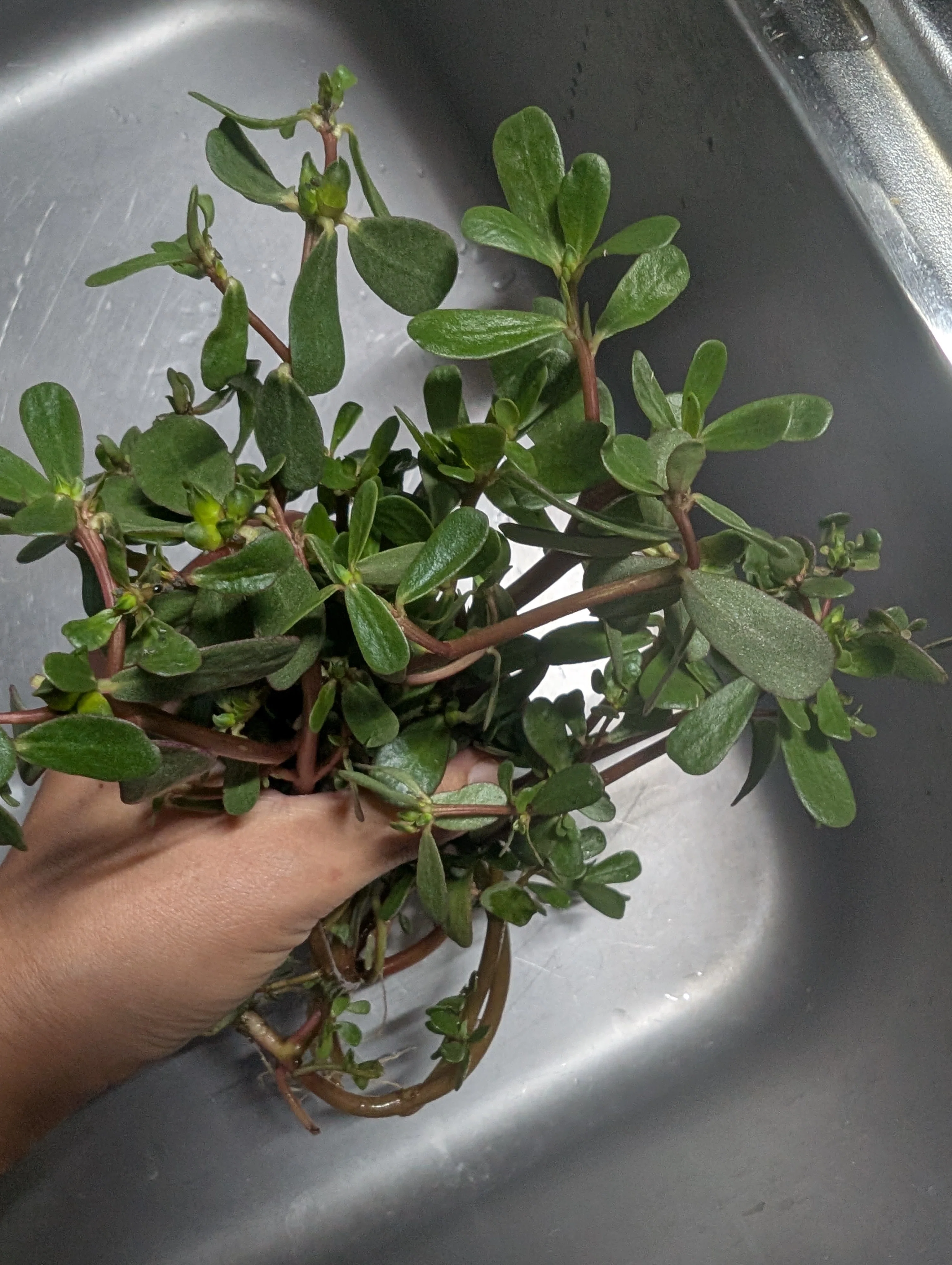 畑で見つけたスベリヒユ。食べてみたら意外な発見がありました｜sanayo