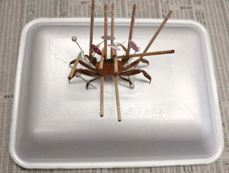 ヤマトオサガニの剥製を作ってみた｜魚道部！/ 剥製師 力石眞弘 (ﾁｶﾗｲｼ