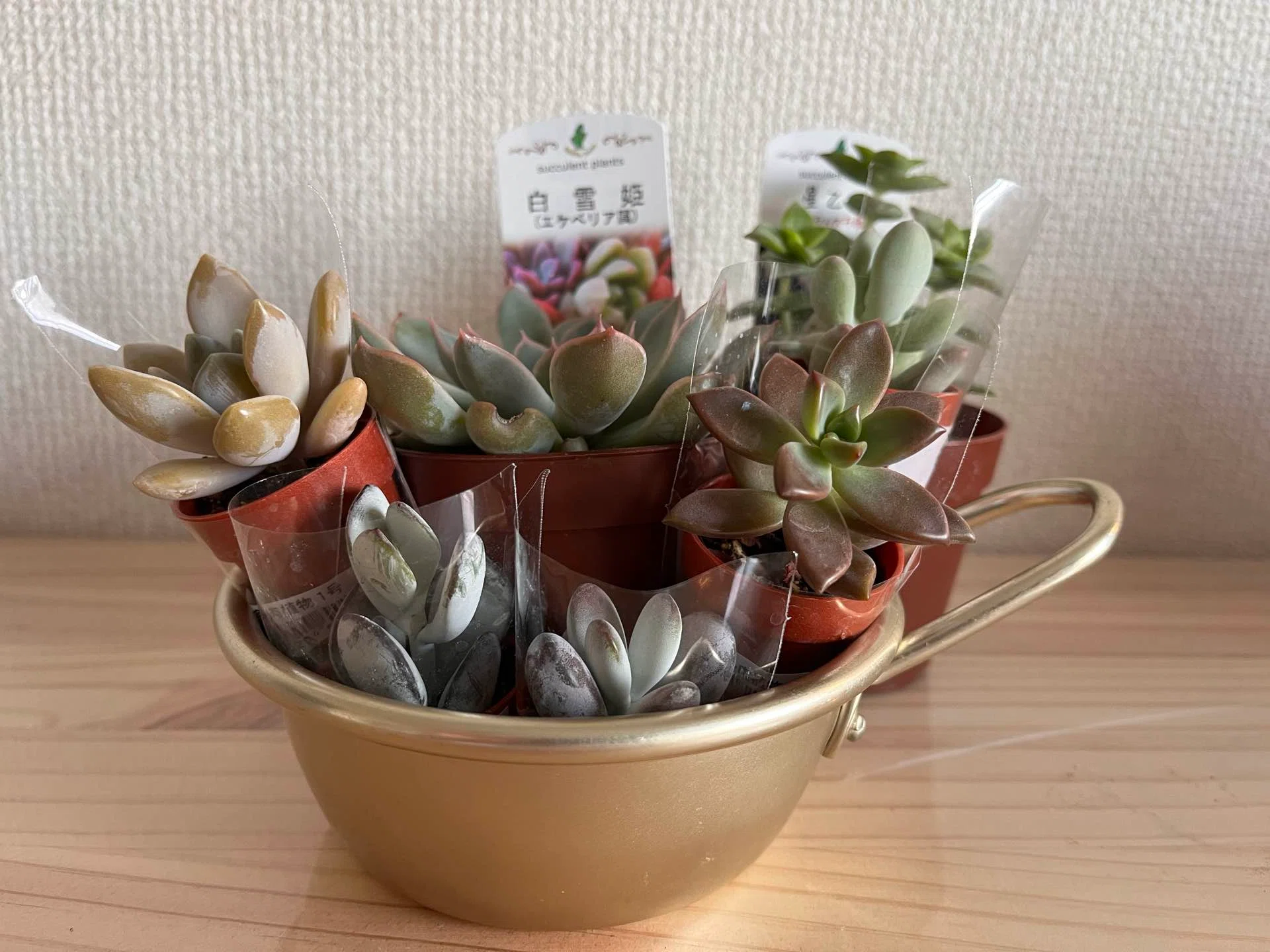 TNK48の初ステージ｜多肉植物の名前が厨二病すぎる！第九話｜マイキー🐣
