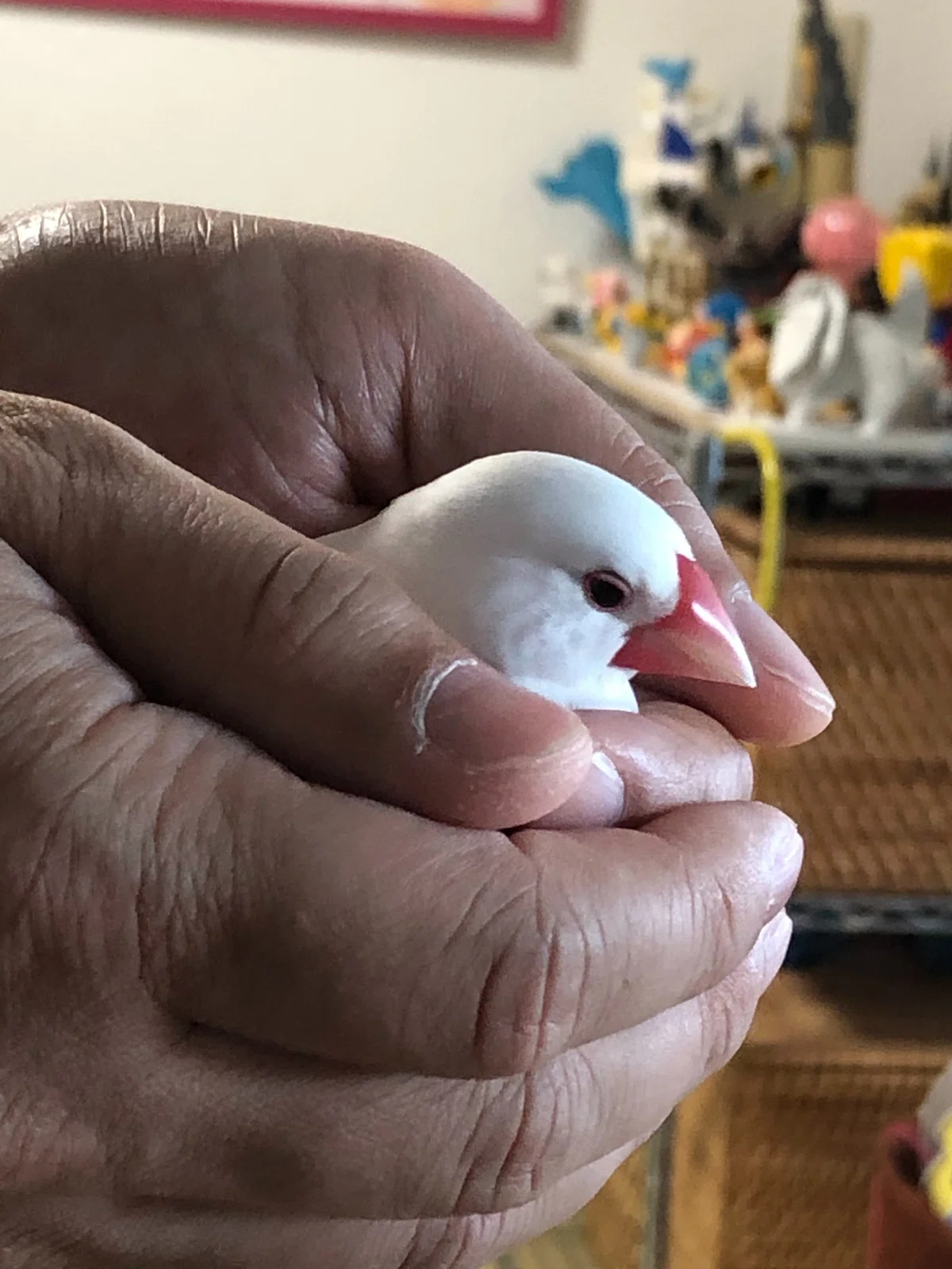 画像