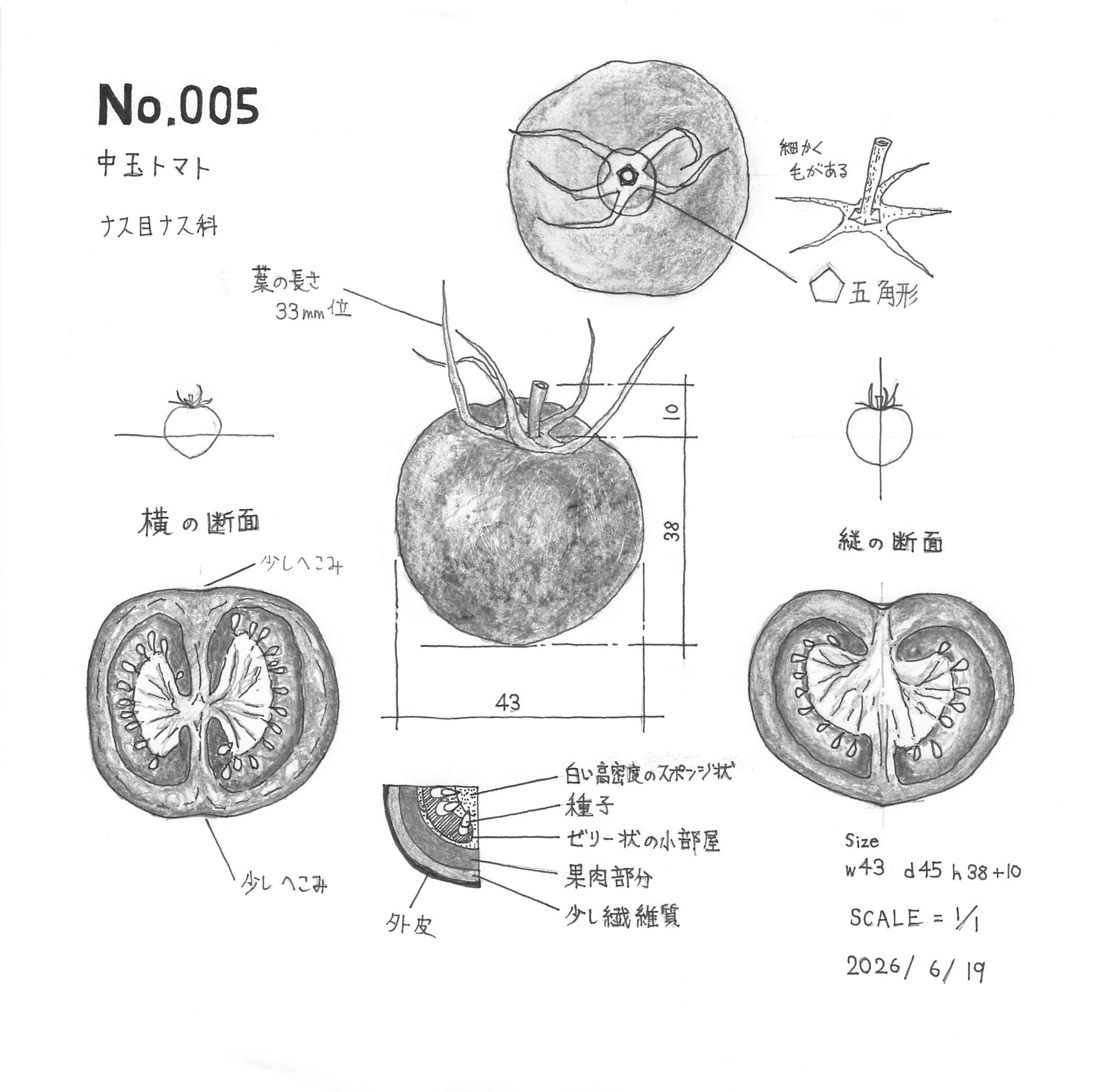 深掘り観察スケッチ #005 中玉トマト｜ヤマシタ マサトシ