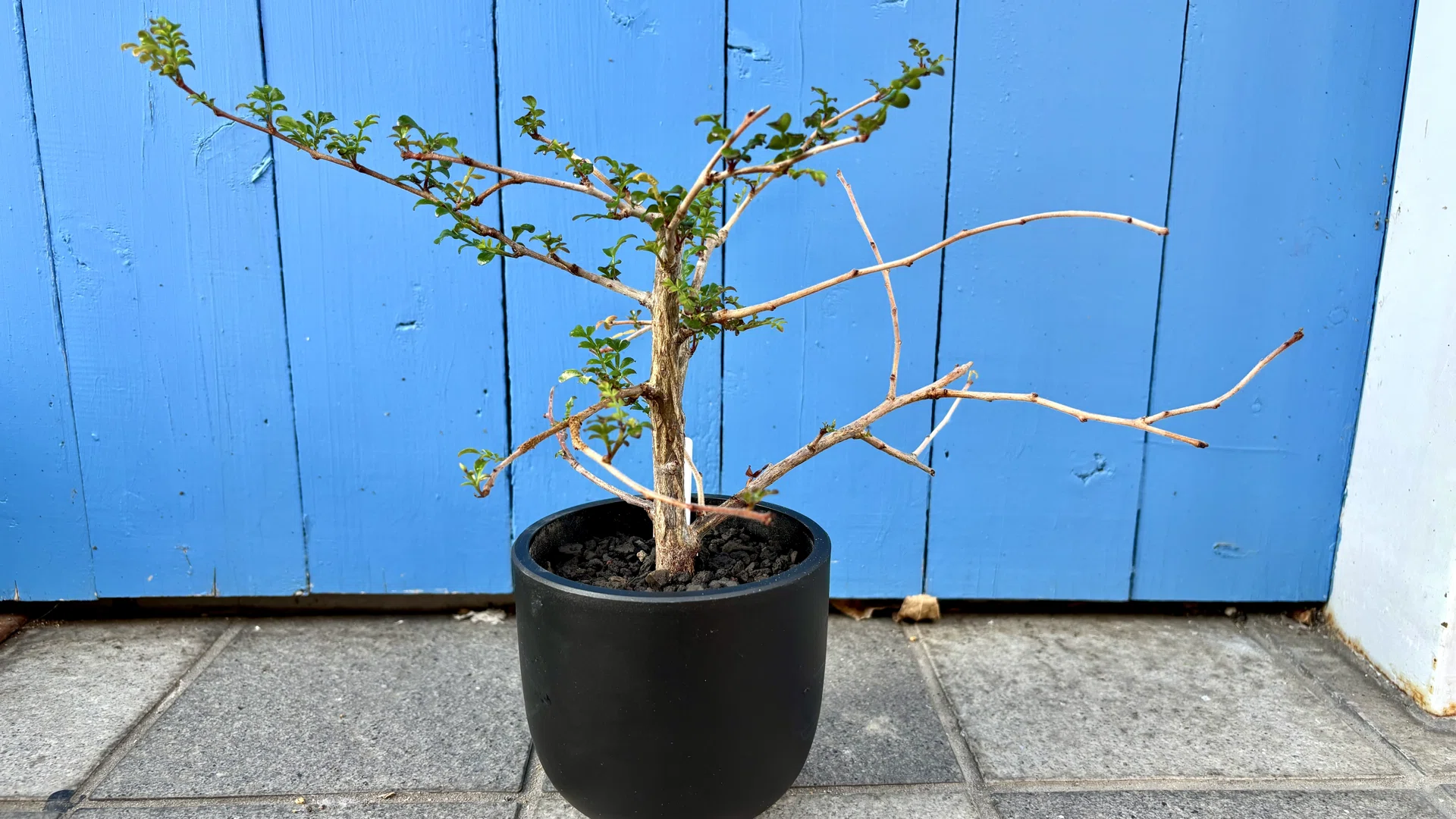 オペルクリカリア|デカリー|根挿し？挿し木？｜cova 塊根植物に沼った