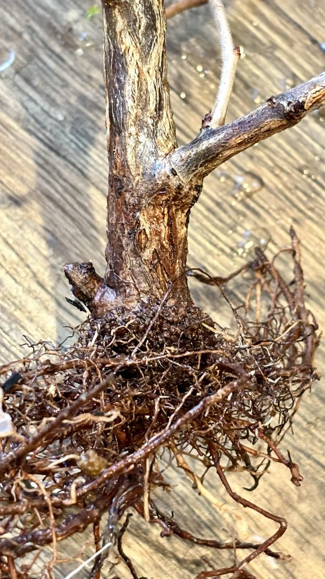 オペルクリカリア|デカリー|根挿し？挿し木？｜cova 塊根植物に沼った