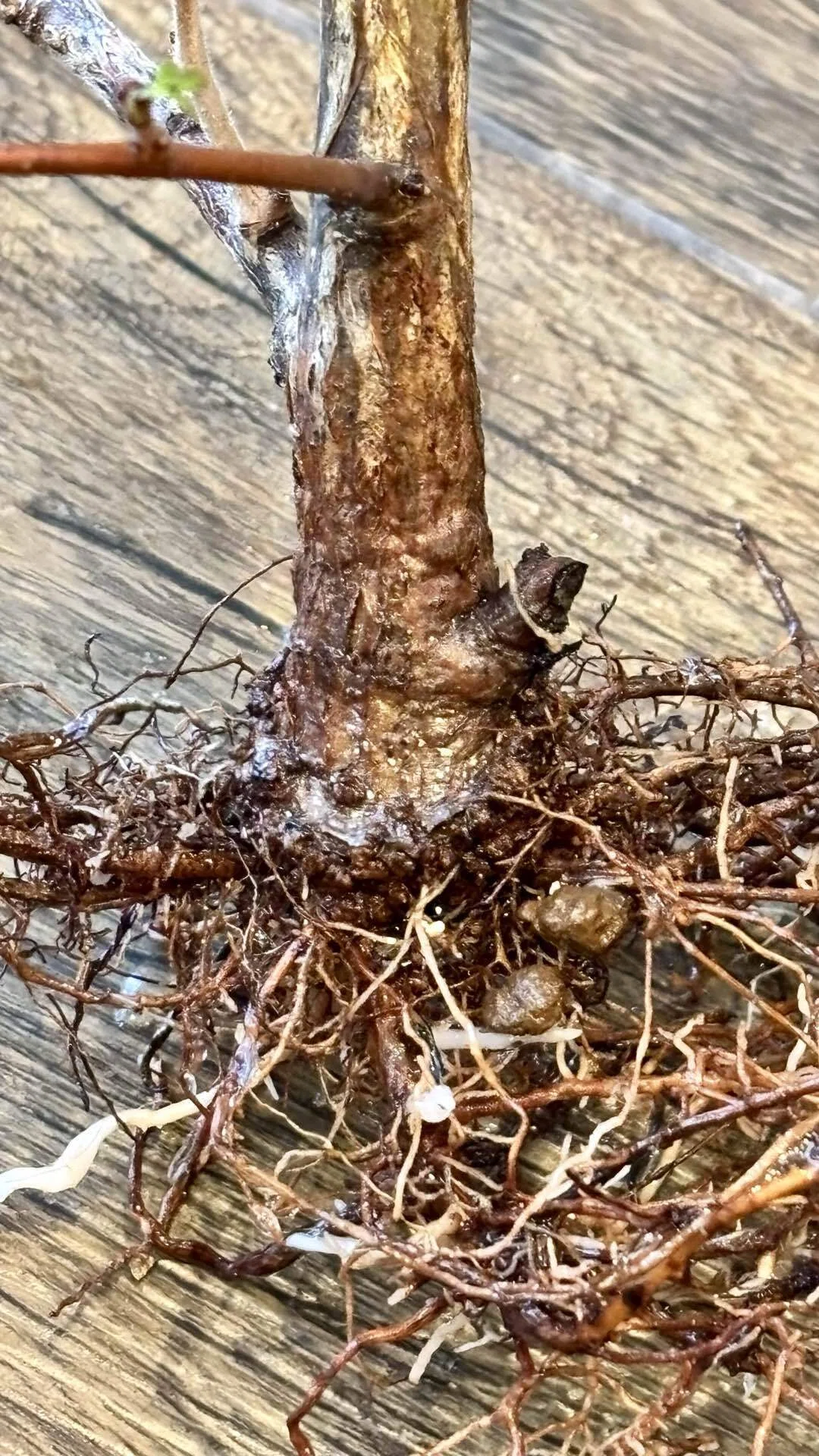 オペルクリカリア|デカリー|根挿し？挿し木？｜cova 塊根植物に沼った