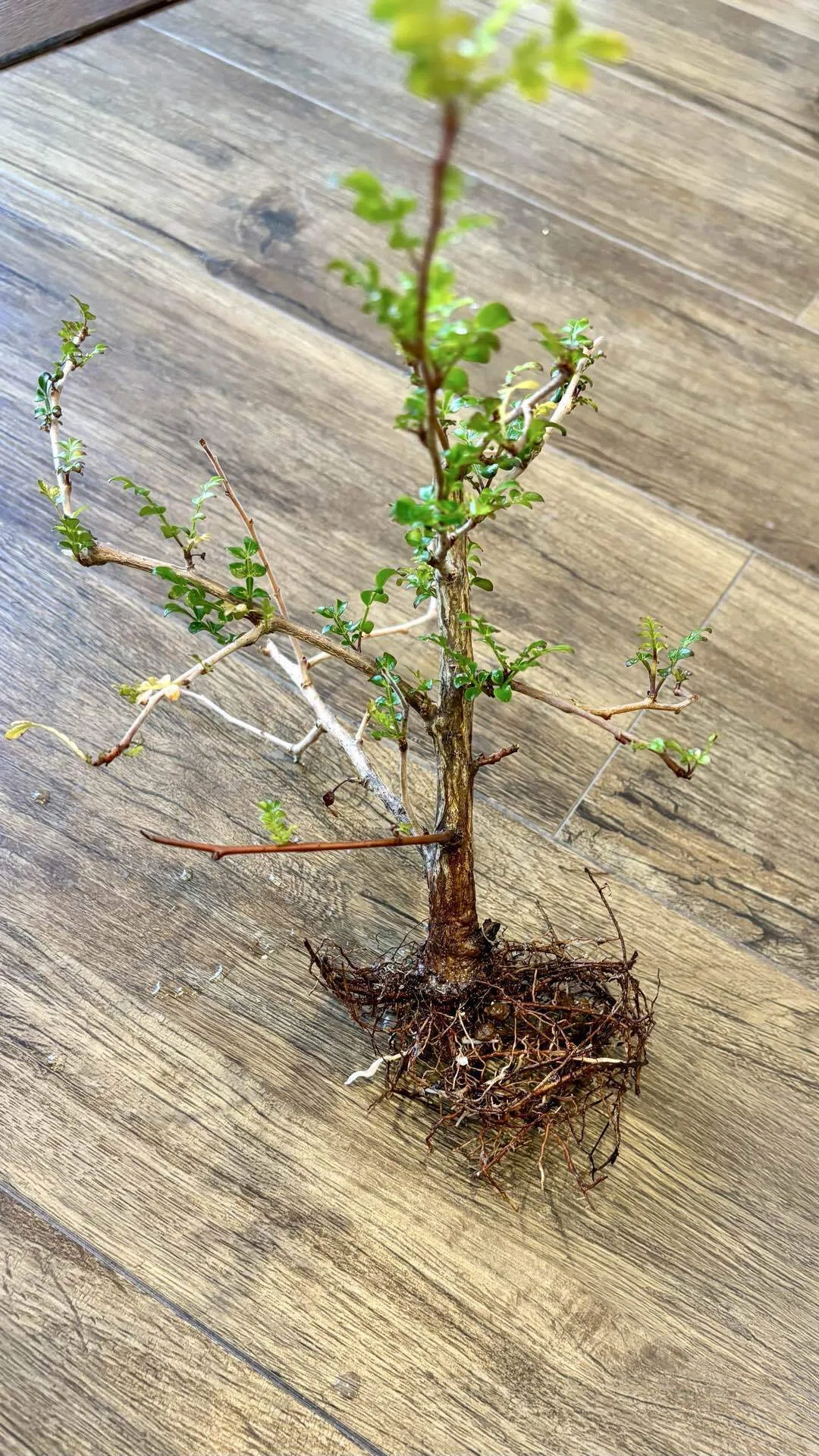 オペルクリカリア|デカリー|根挿し？挿し木？｜cova 塊根植物に沼った