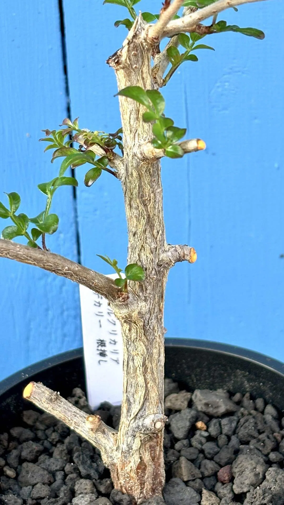 オペルクリカリア|デカリー|根挿し？挿し木？｜cova 塊根植物に沼った